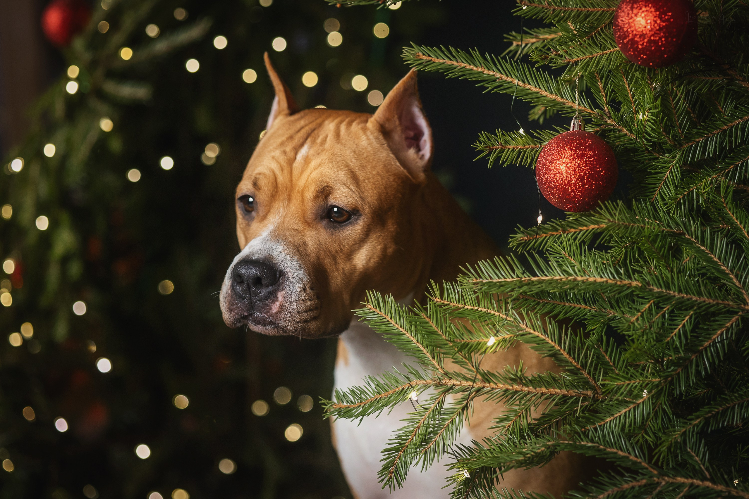 Фотодень_3 2025. Фотограф анималист Аня Ливанова | Рыбинск