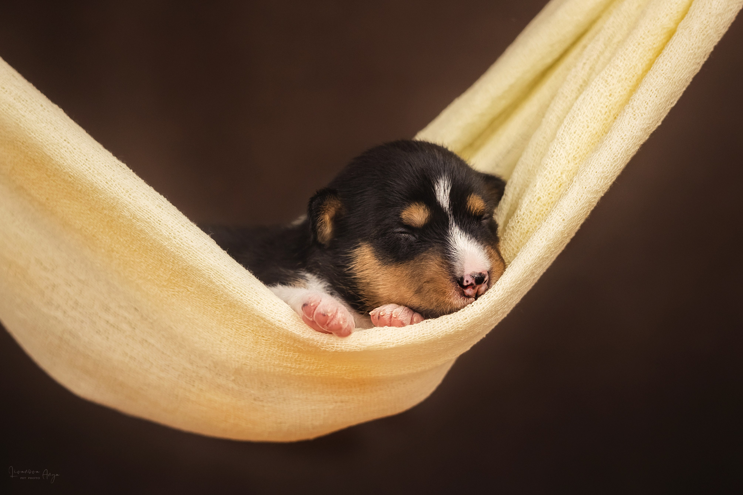 Басеньки. Фотограф анималист Аня Ливанова | Рыбинск