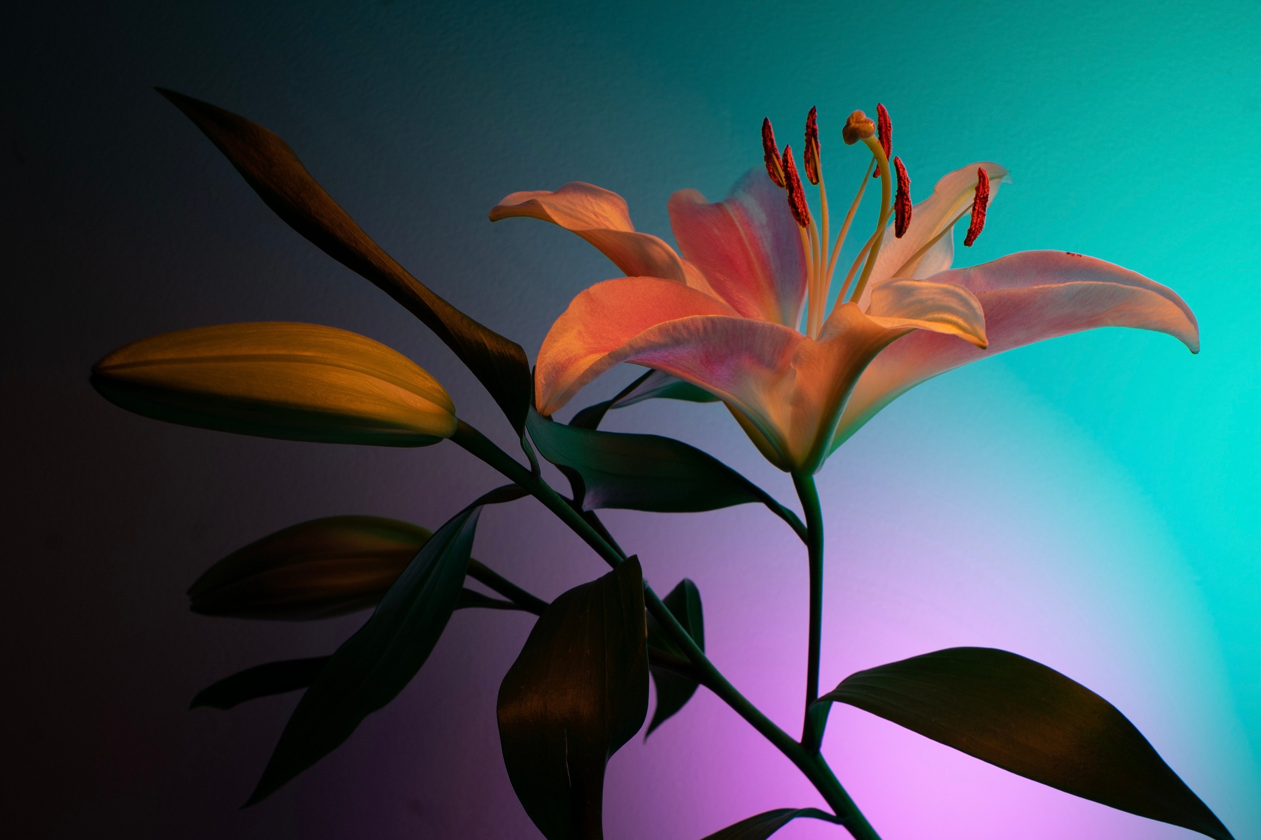 Flowers. Photographer Yana Kotova