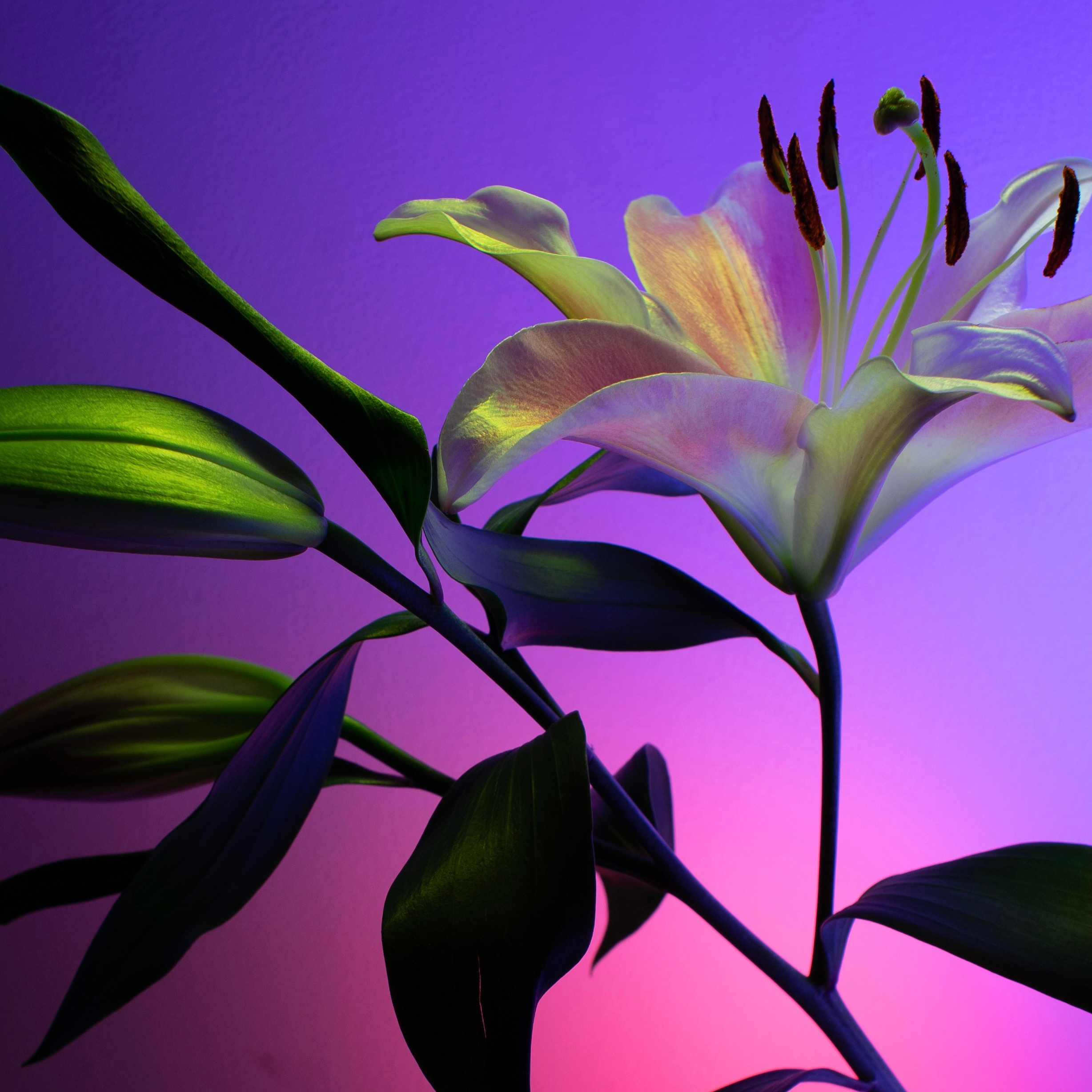 Flowers. Photographer Yana Kotova