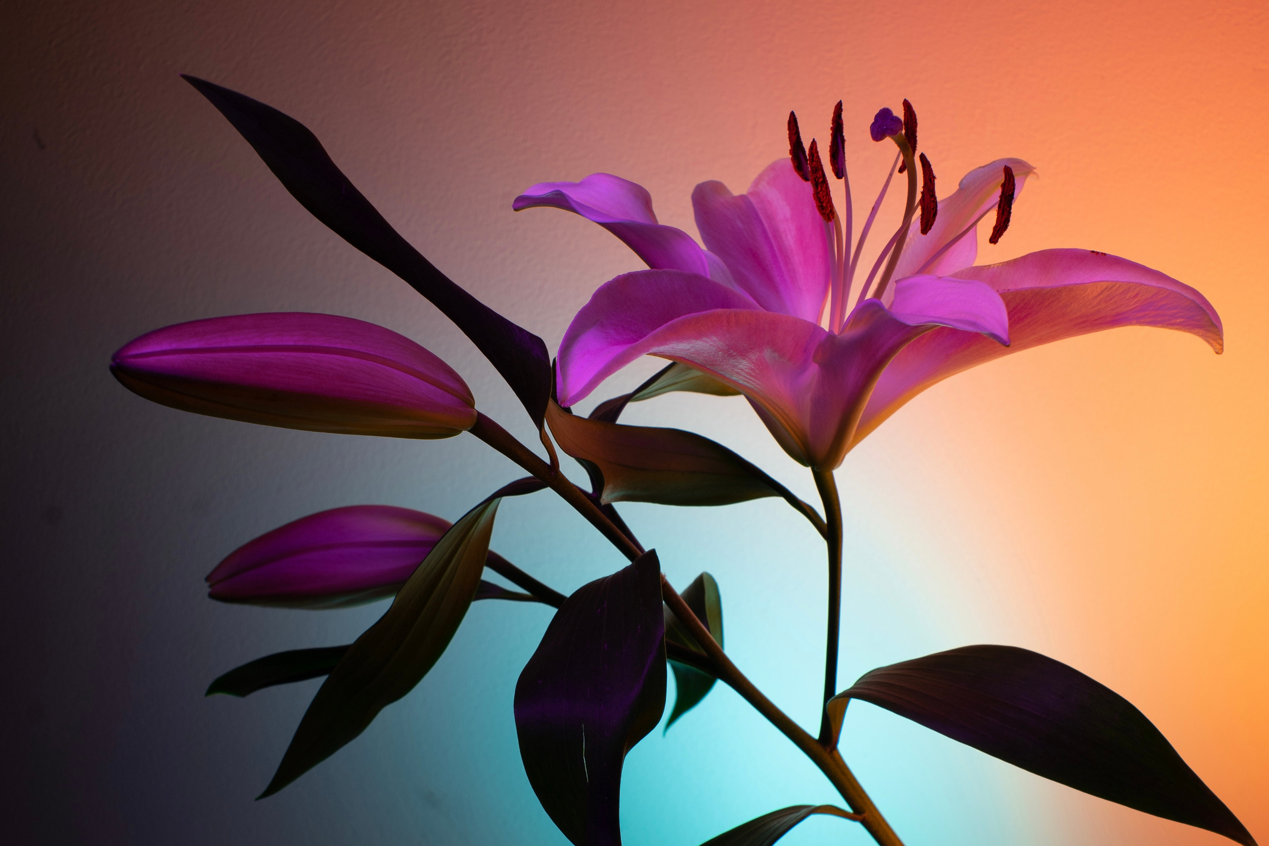 Flowers. Photographer Yana Kotova