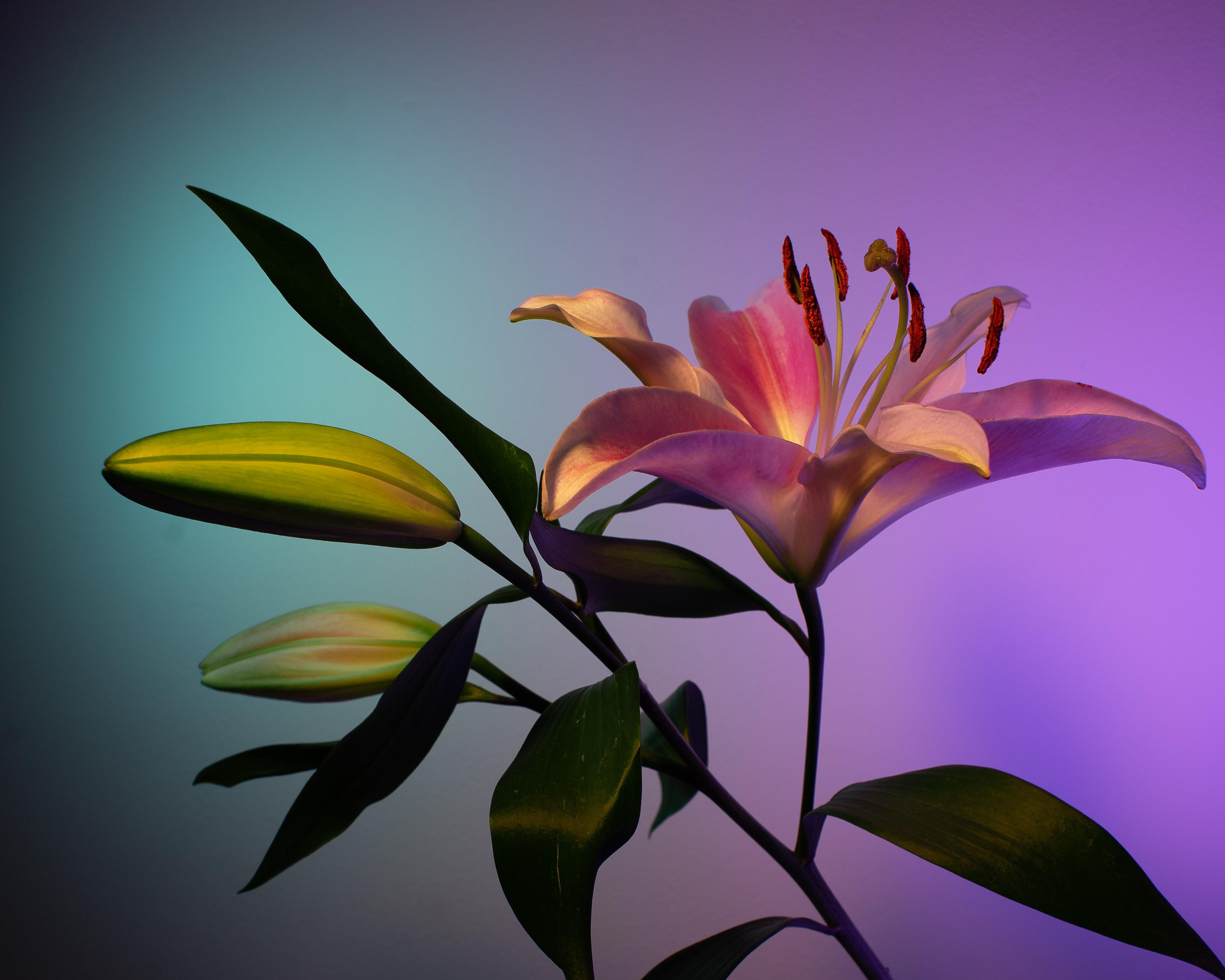 Flowers. Photographer Yana Kotova