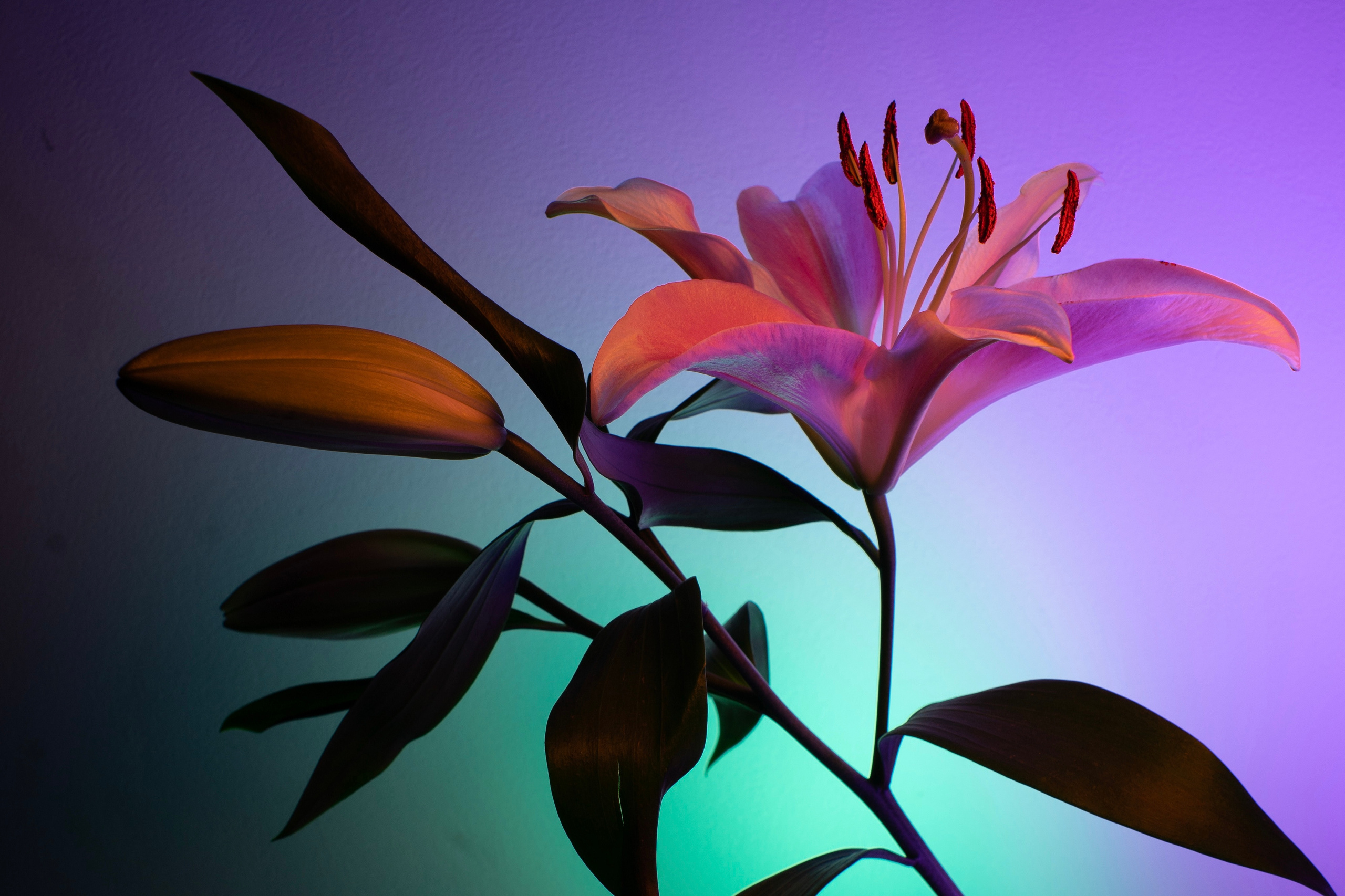 Flowers. Photographer Yana Kotova