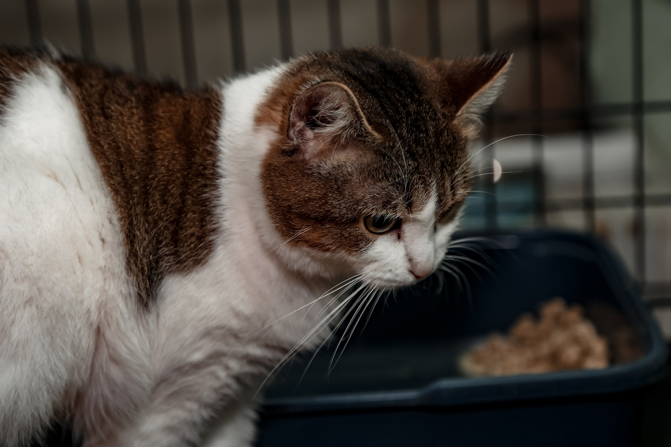 Приют Кошкин Дом Филимоша. Ваш фотограф в Оренбурге Рощупкина Екатерина