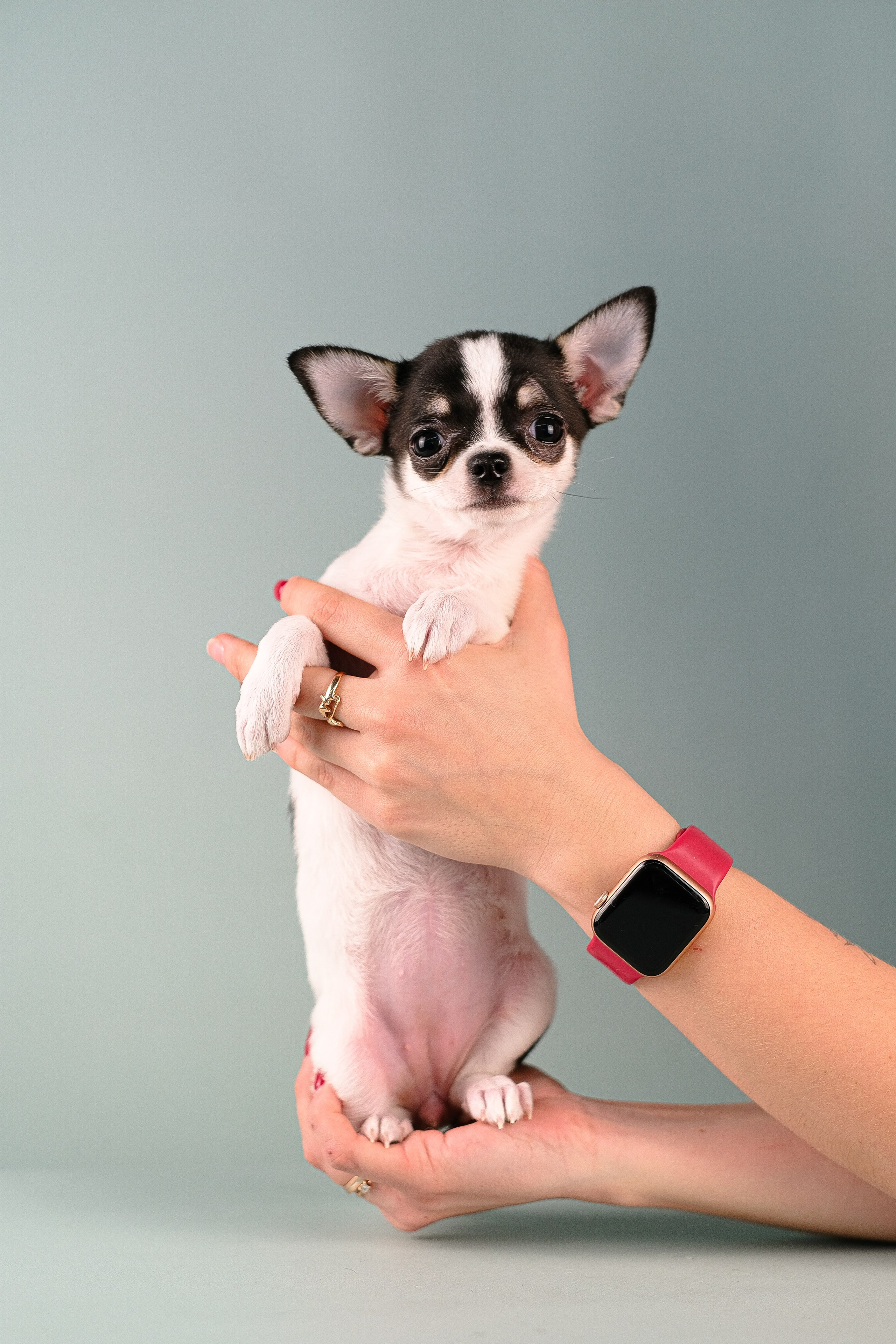 Чихуа хуа. Фотограф и видеограф анималист Аганина Дарья