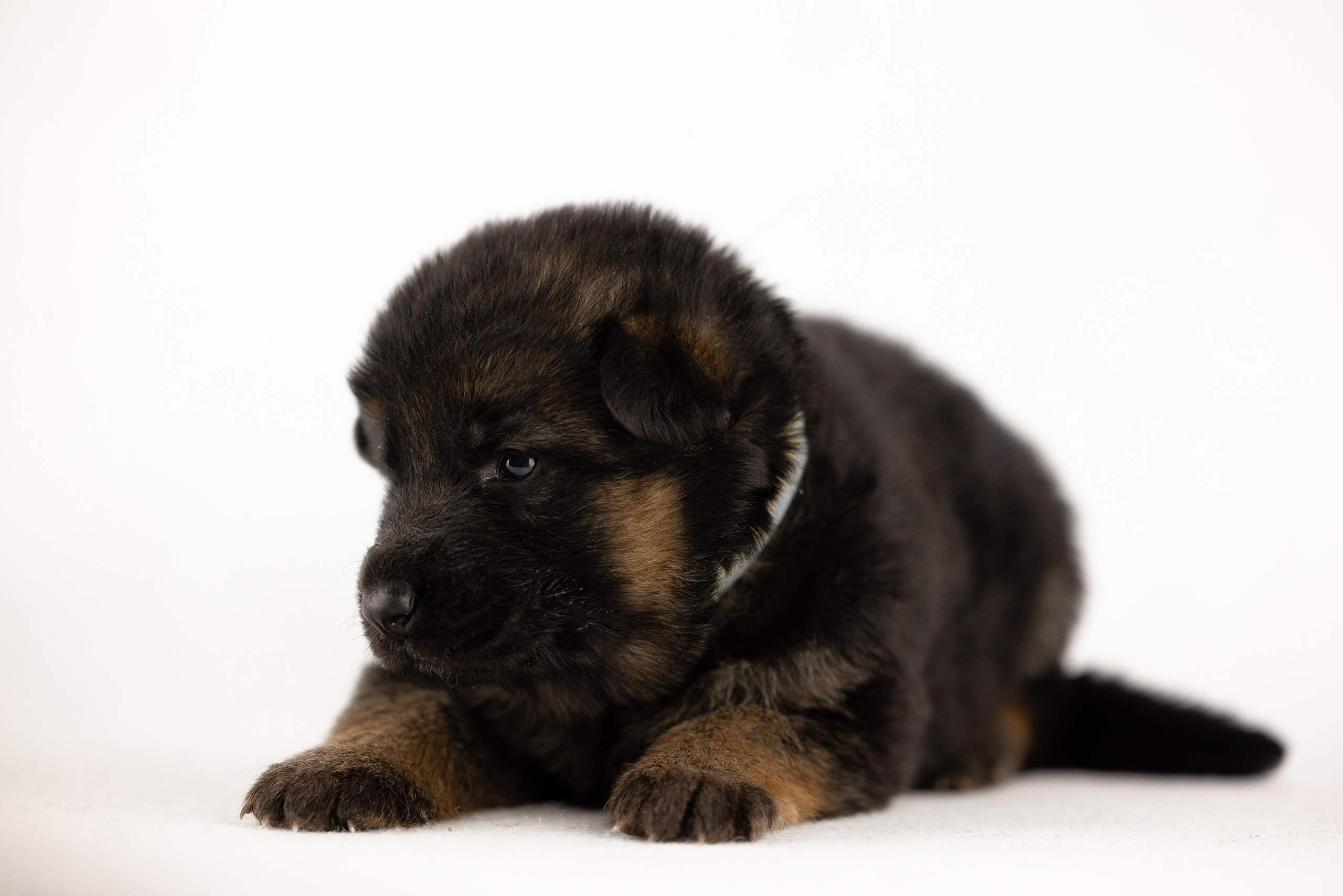 Немецкая овчарка. Фотограф и видеограф анималист Аганина Дарья