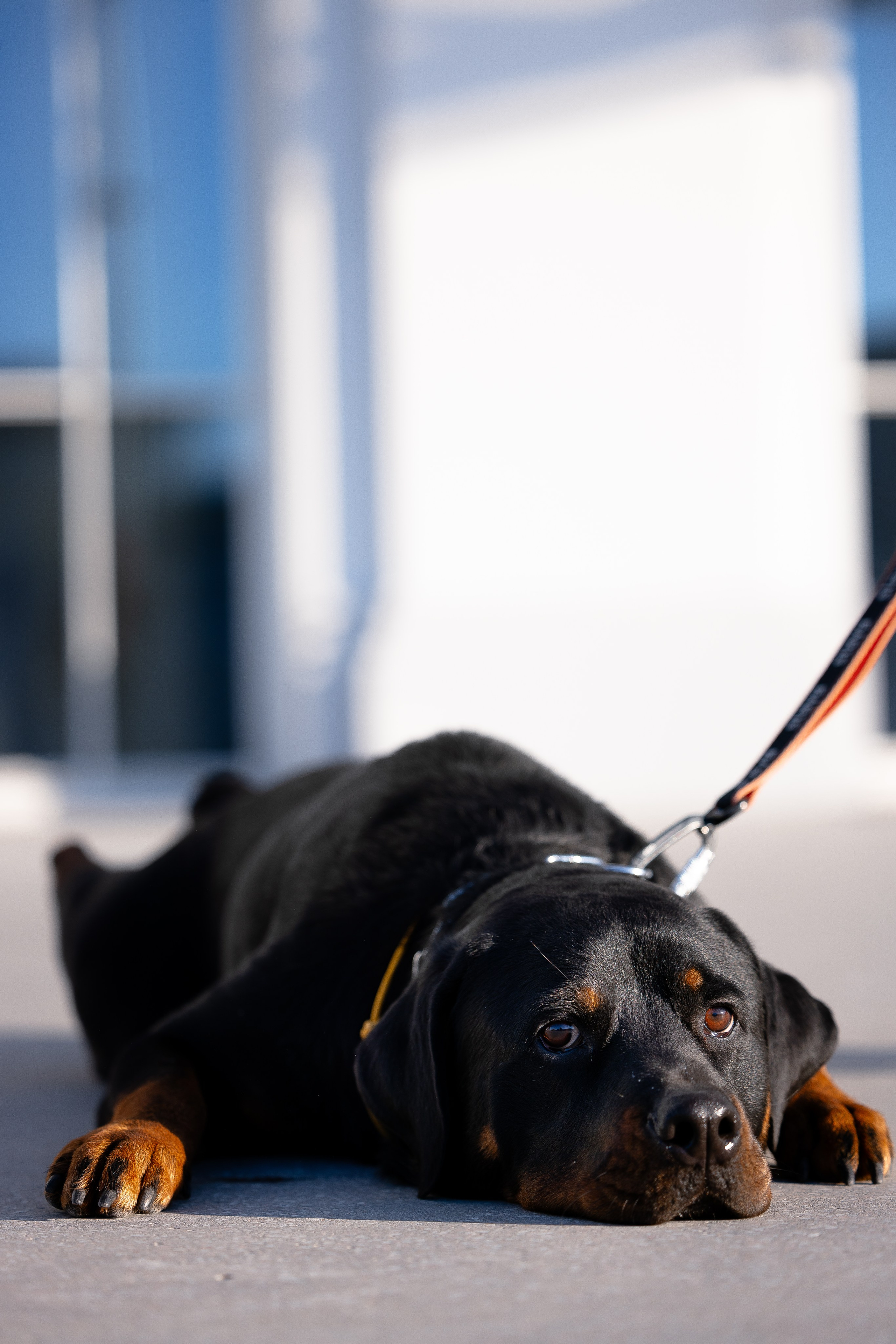 Катя, Леша, Трой и Лея. Фотограф и видеограф анималист Аганина Дарья