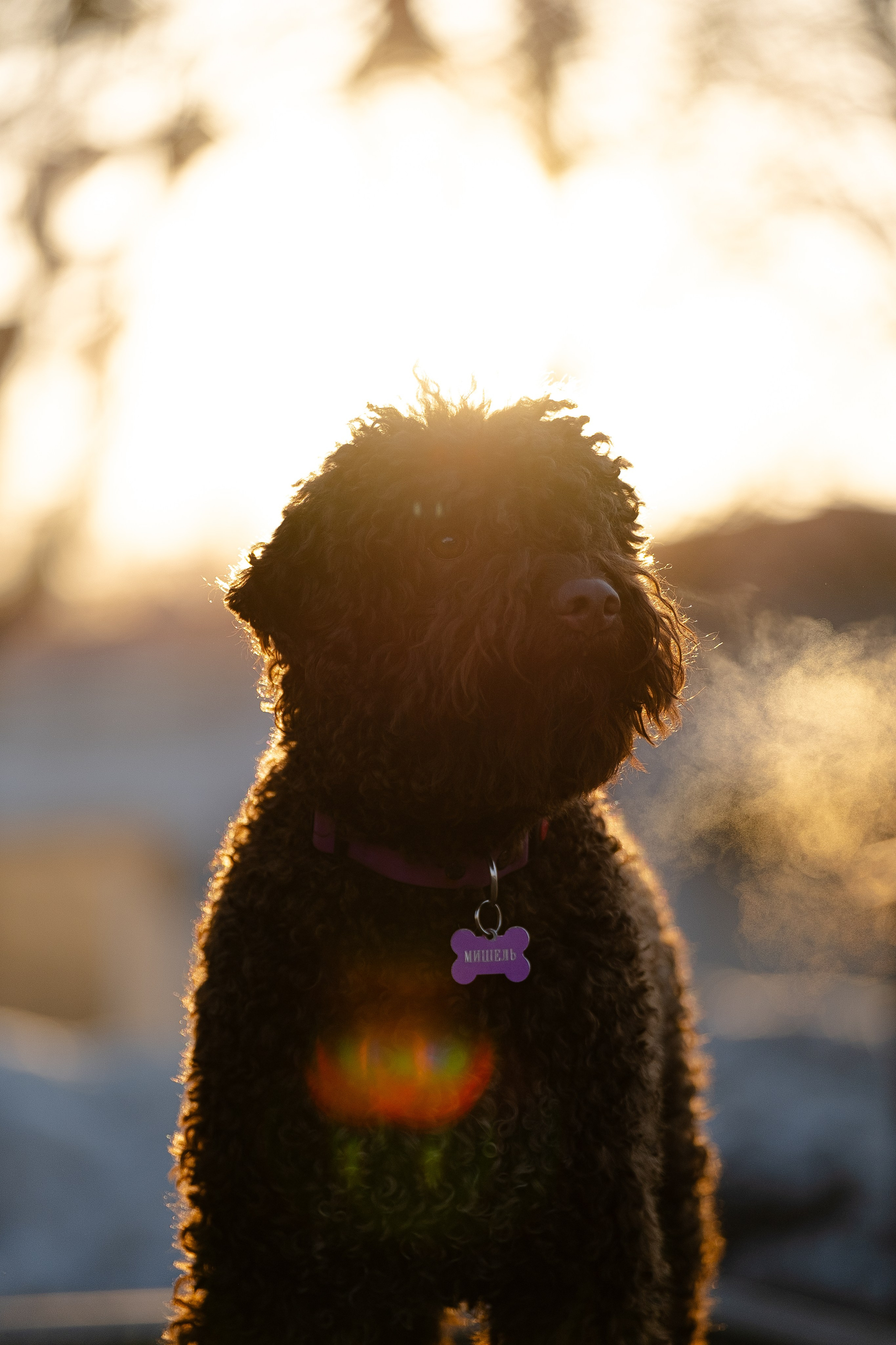Тьеринна и Миша. Фотограф и видеограф анималист Аганина Дарья
