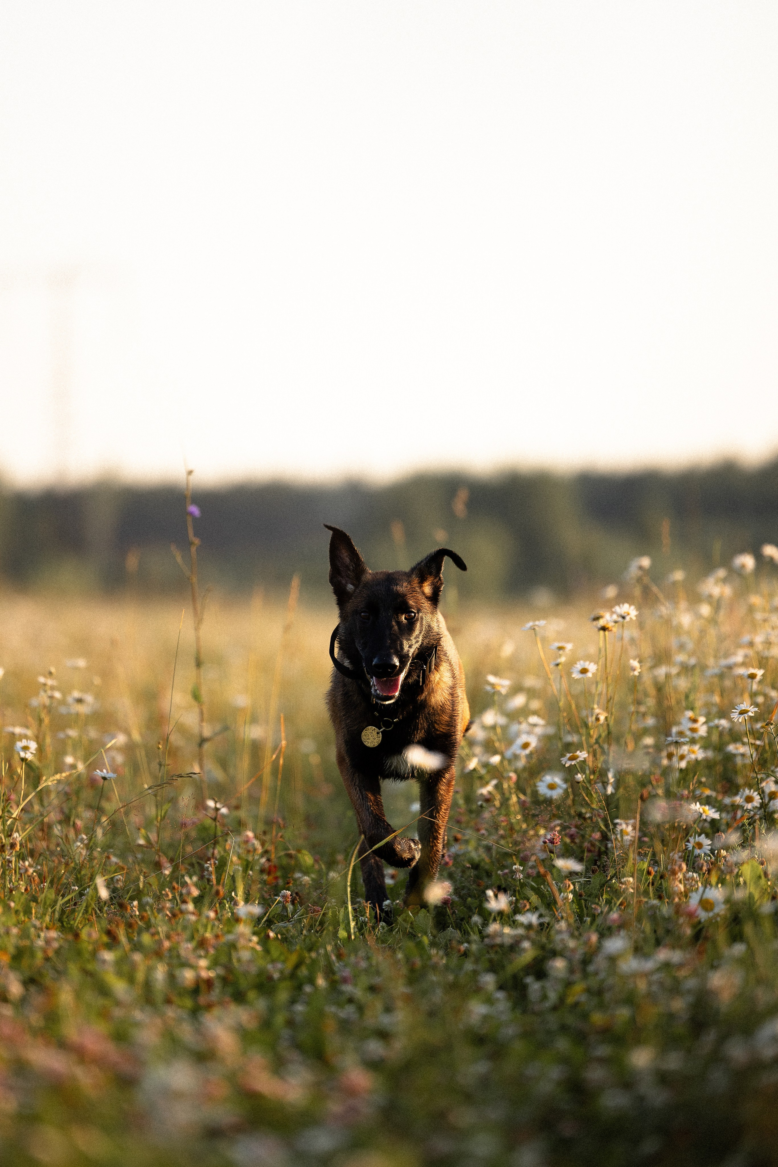 Галина и Лоя. Фотограф и видеограф анималист Аганина Дарья