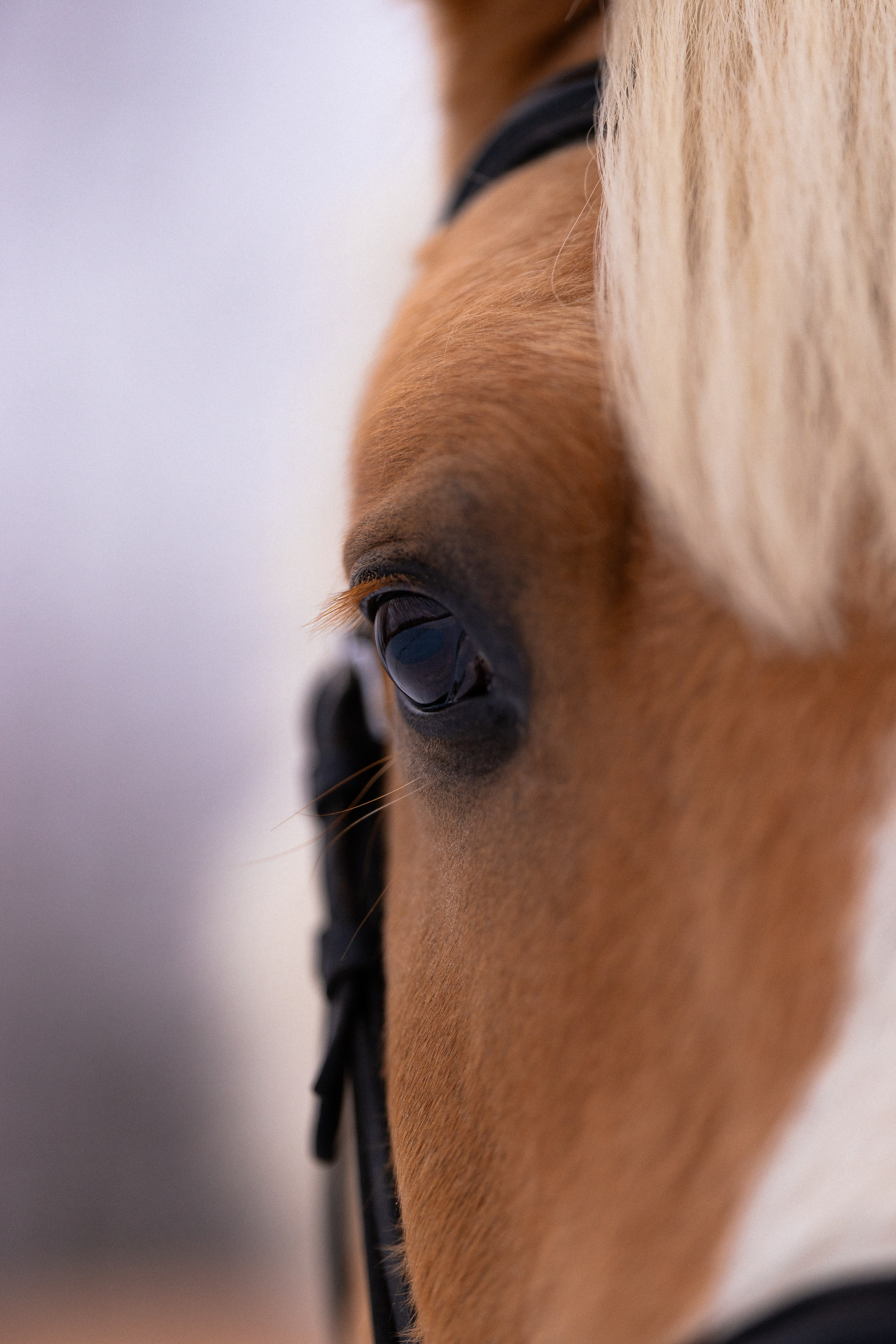 Бейкер. Фотограф и видеограф анималист Аганина Дарья