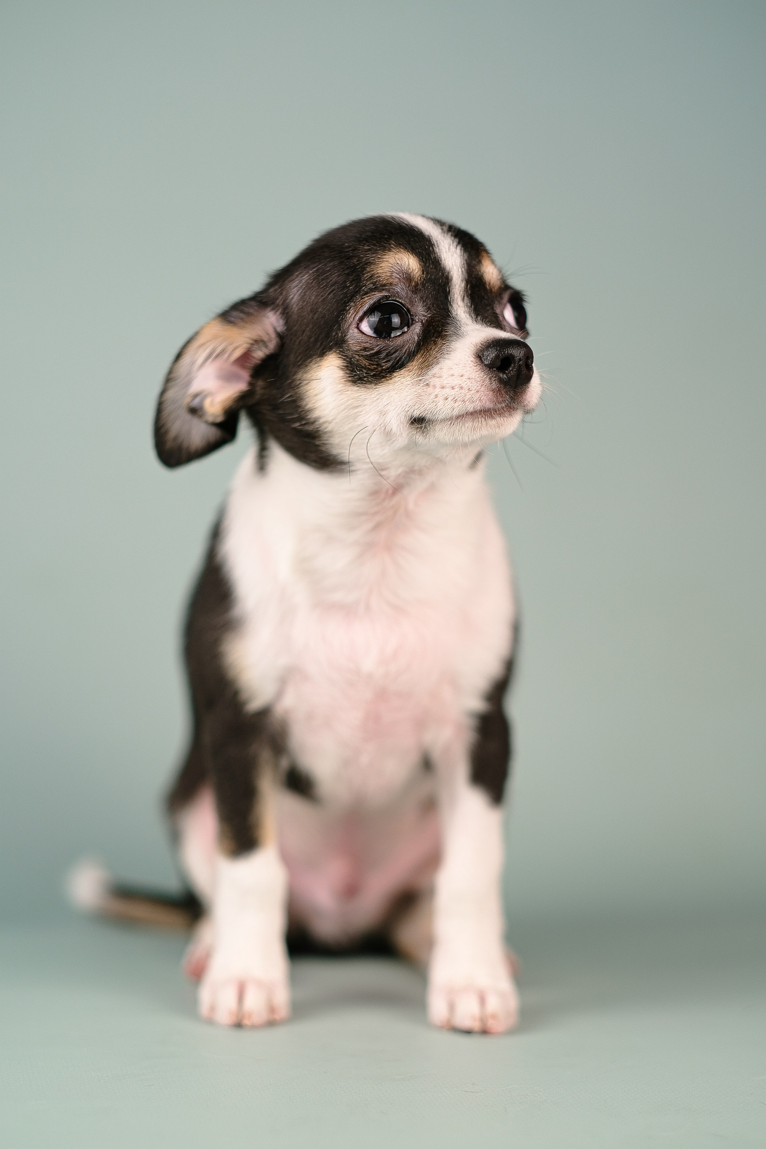 Чихуа хуа. Фотограф и видеограф анималист Аганина Дарья