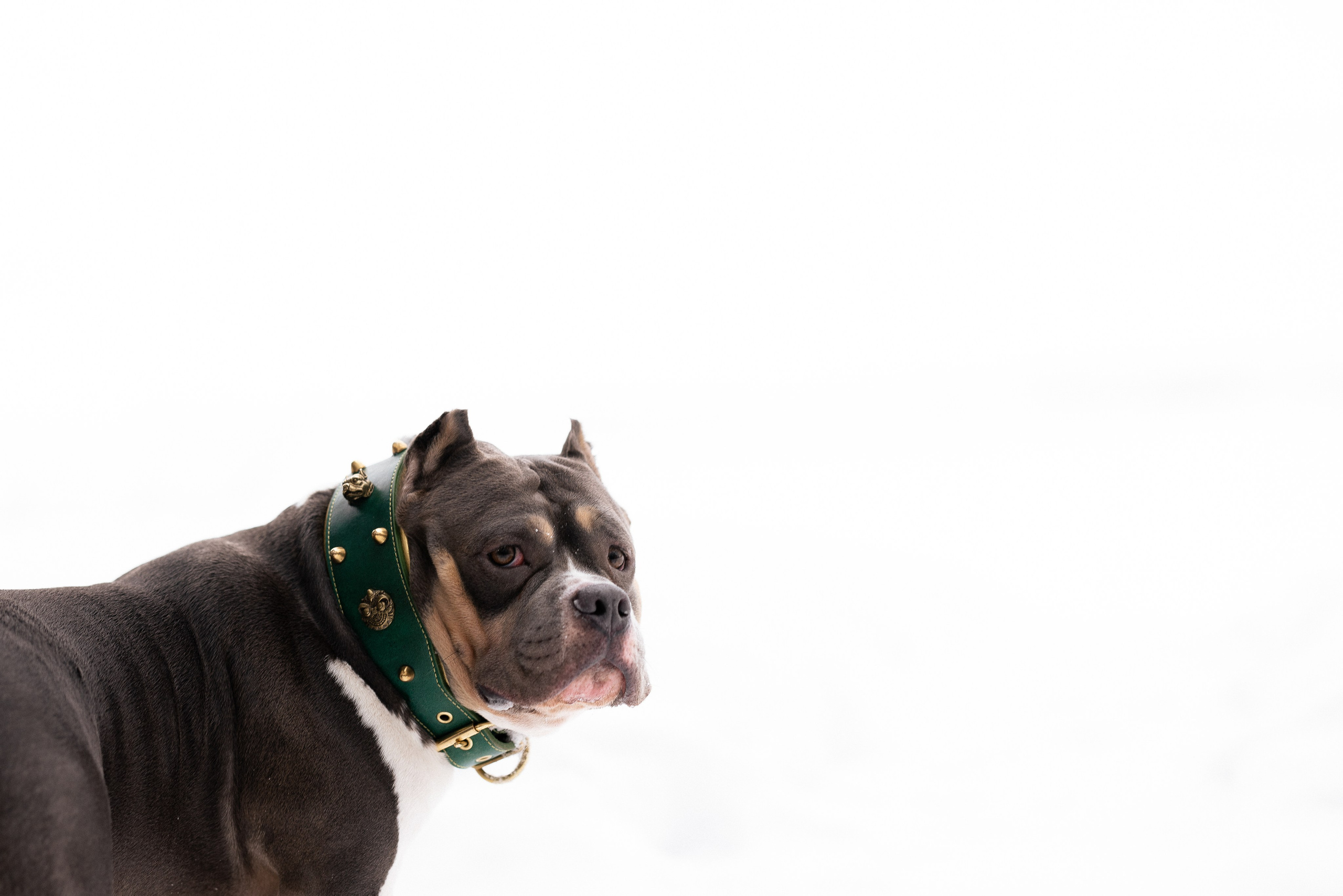 Лера и Наган. Фотограф и видеограф анималист Аганина Дарья