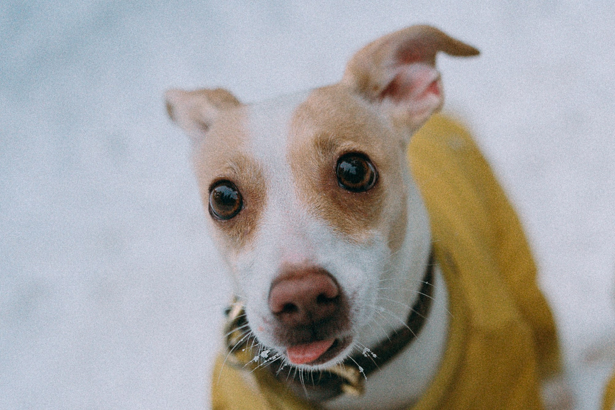 Алина, Ваниль и Элис. Фотограф анималист в Москве и Санкт-Петербурге Свиридова Анна