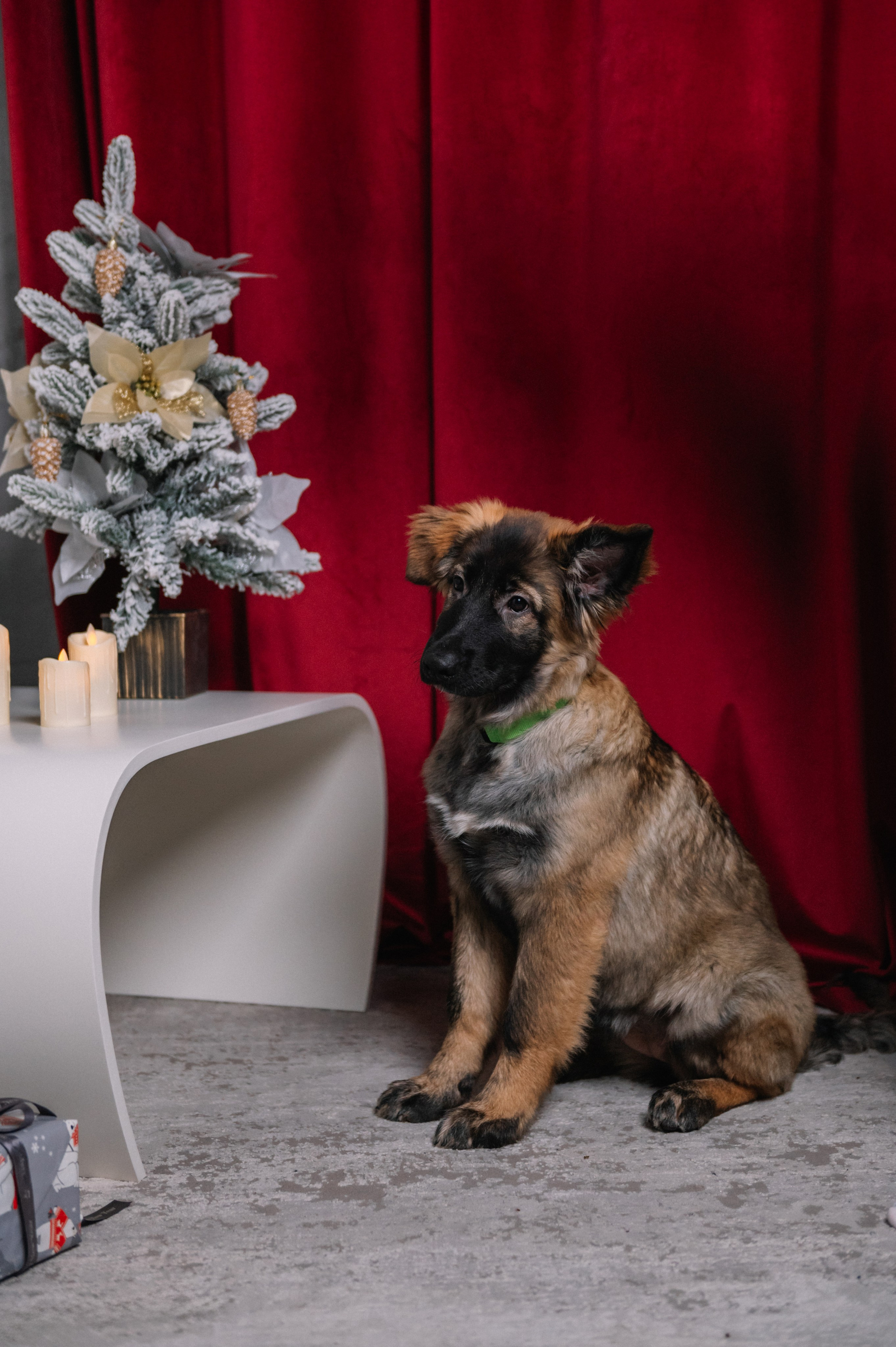 Съемка-пристройство: Мия и Майя. Анна Пушина, фотограф, Москва, Королев, Пушкино