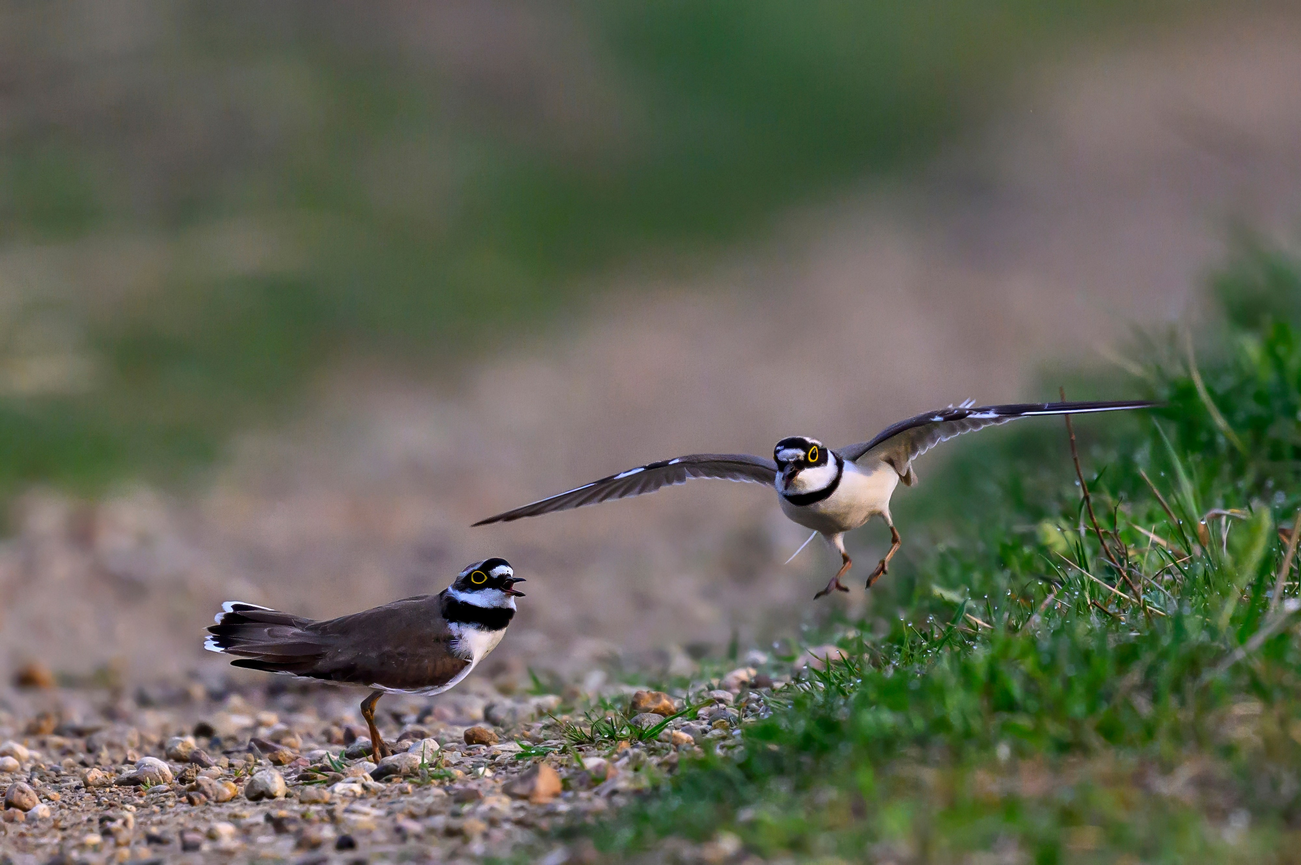 Малый зуек. Wildlife photography by Sergey Puponin