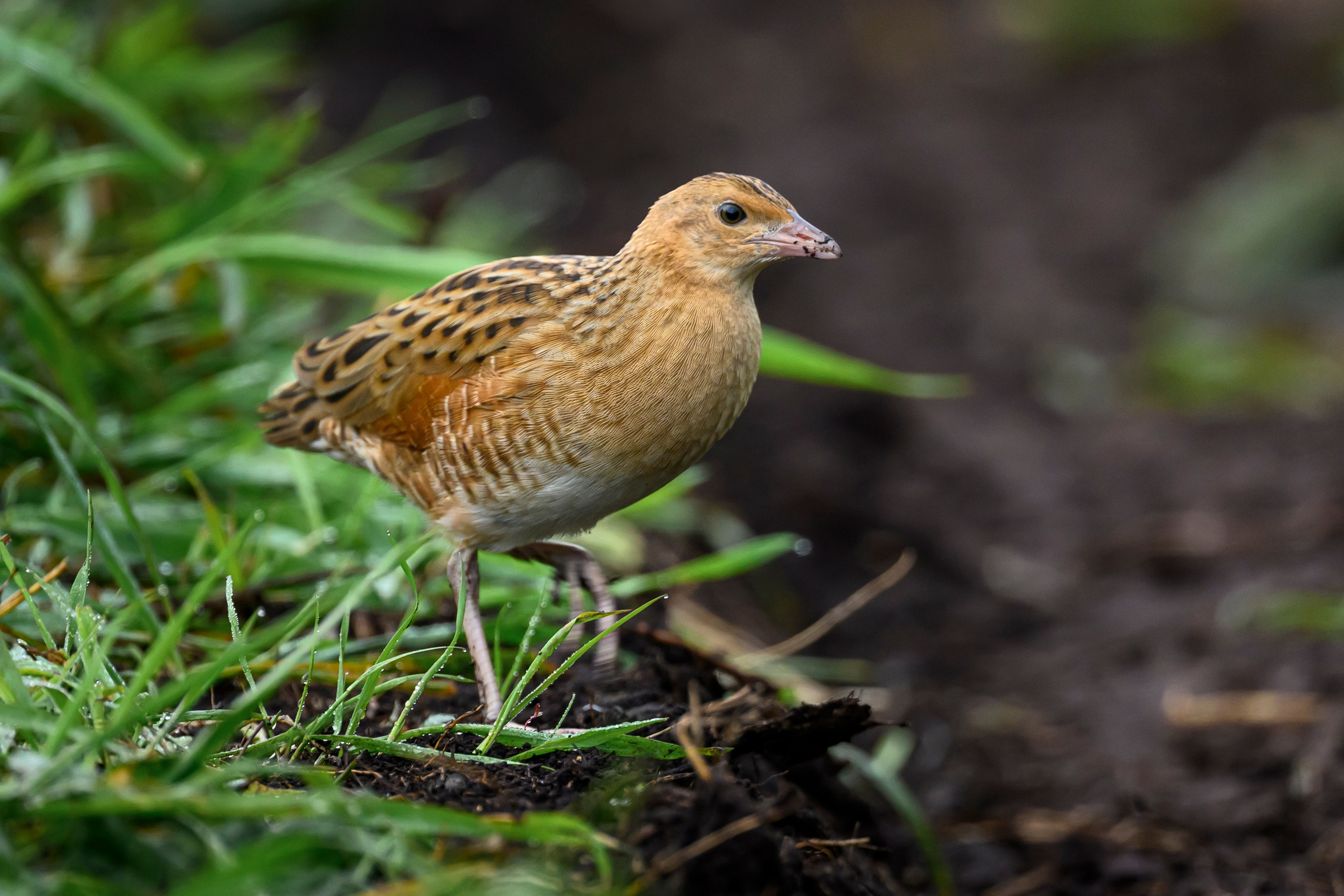 Коростель, кукушка, каменка. Wildlife photography by Sergey Puponin
