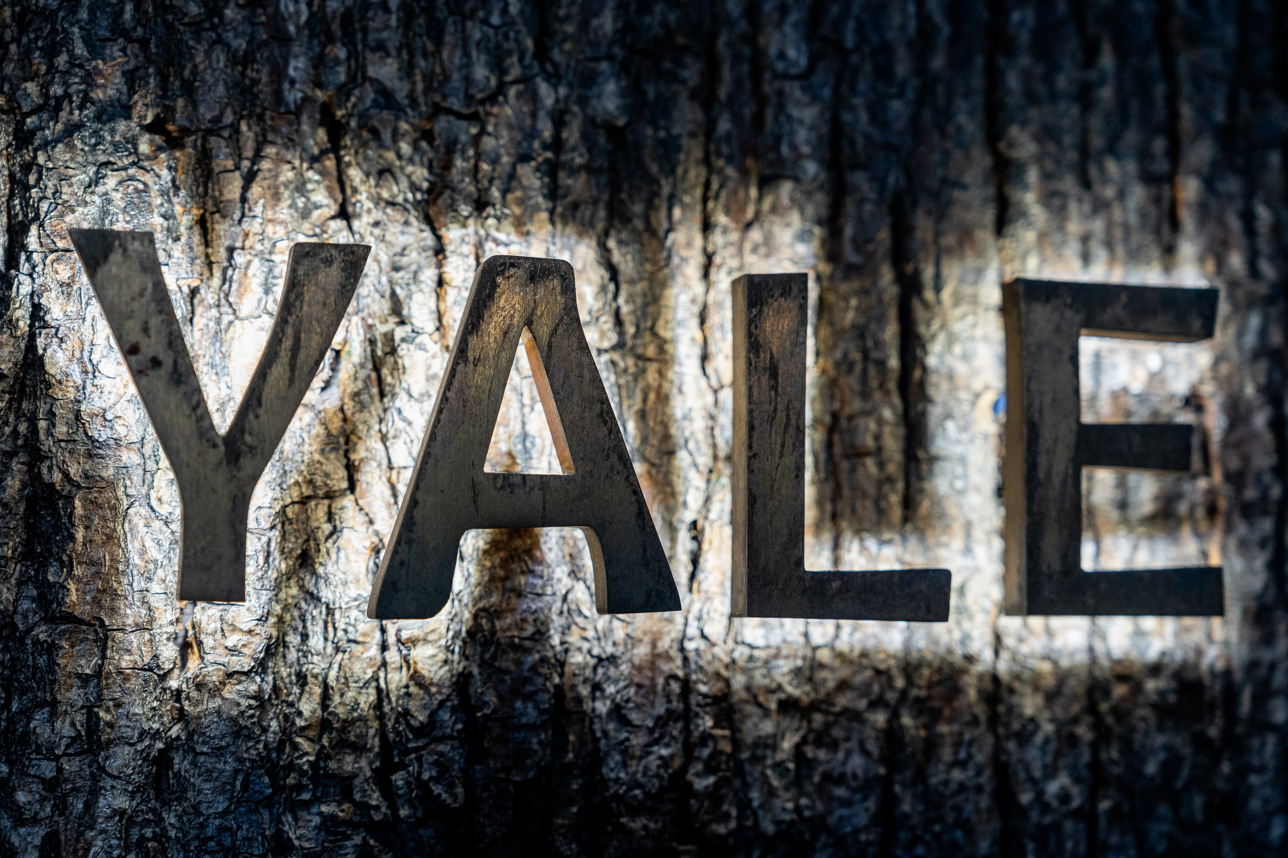 Альфа Босс. Sunnyman