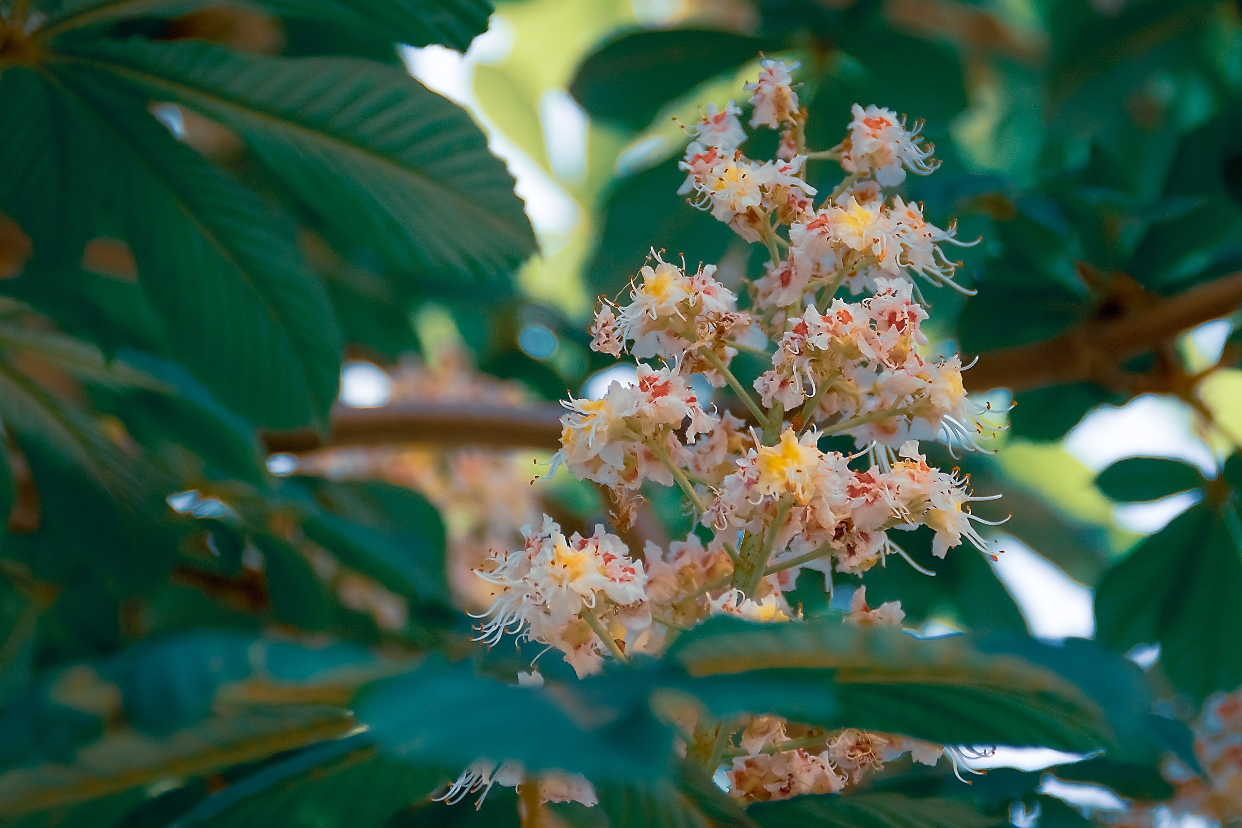 Великое в Малом. Аmat Victoria Сuram