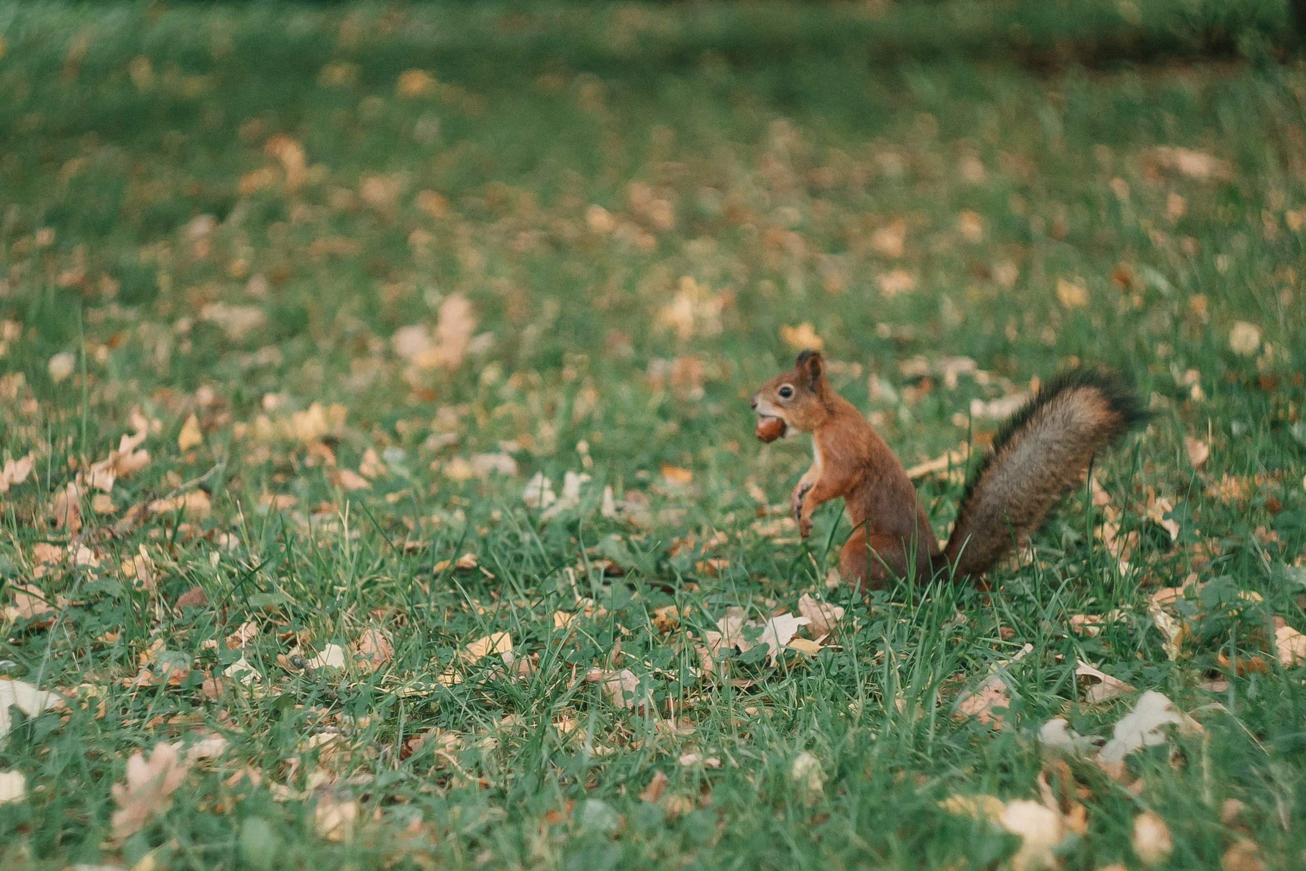 Ирина. Портретный и семейный фотограф Ксения Казанцева
