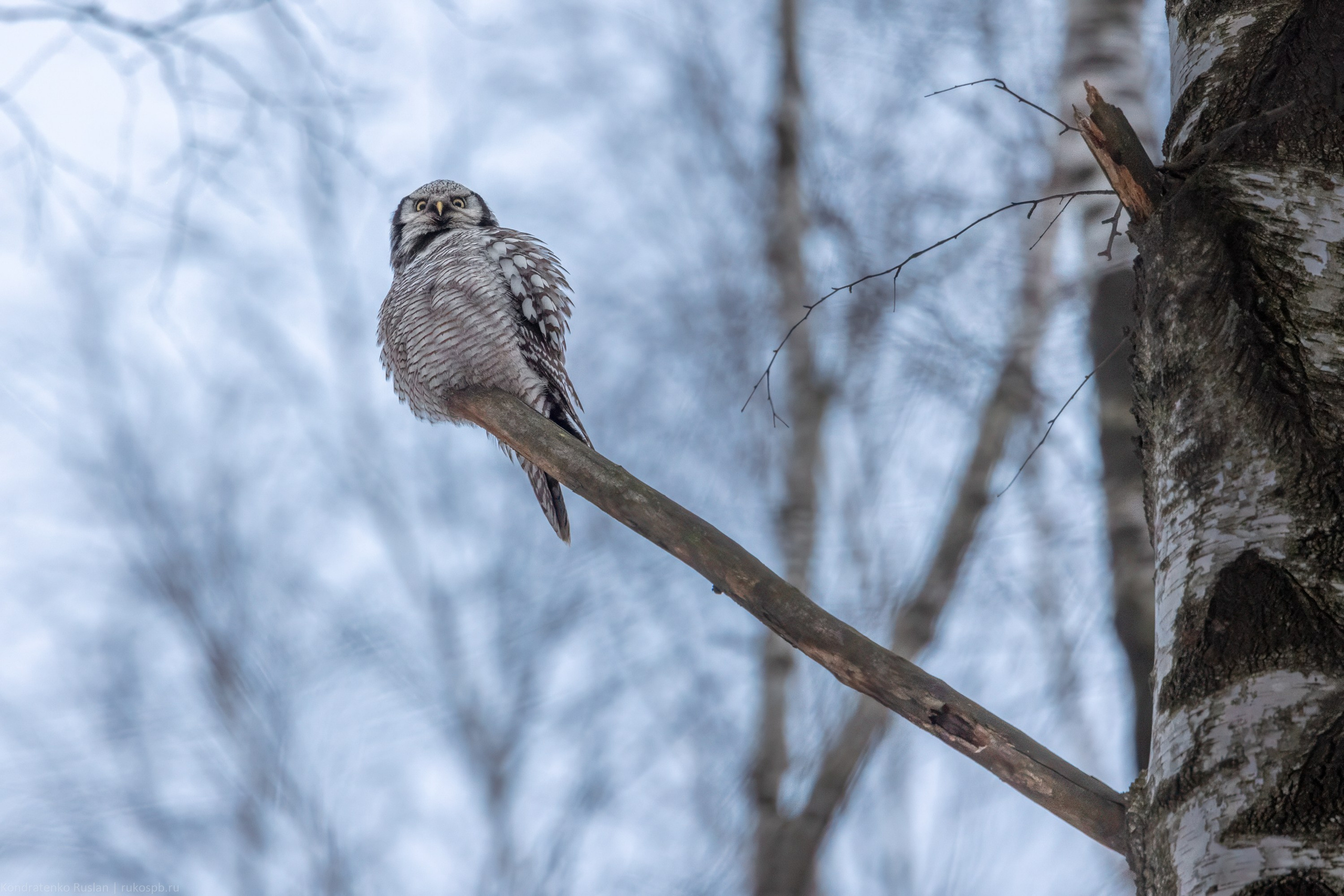 Ястребиная сова. Архитектурный и пейзажный фотограф Кондратенко Руслан, Санкт-Петербург