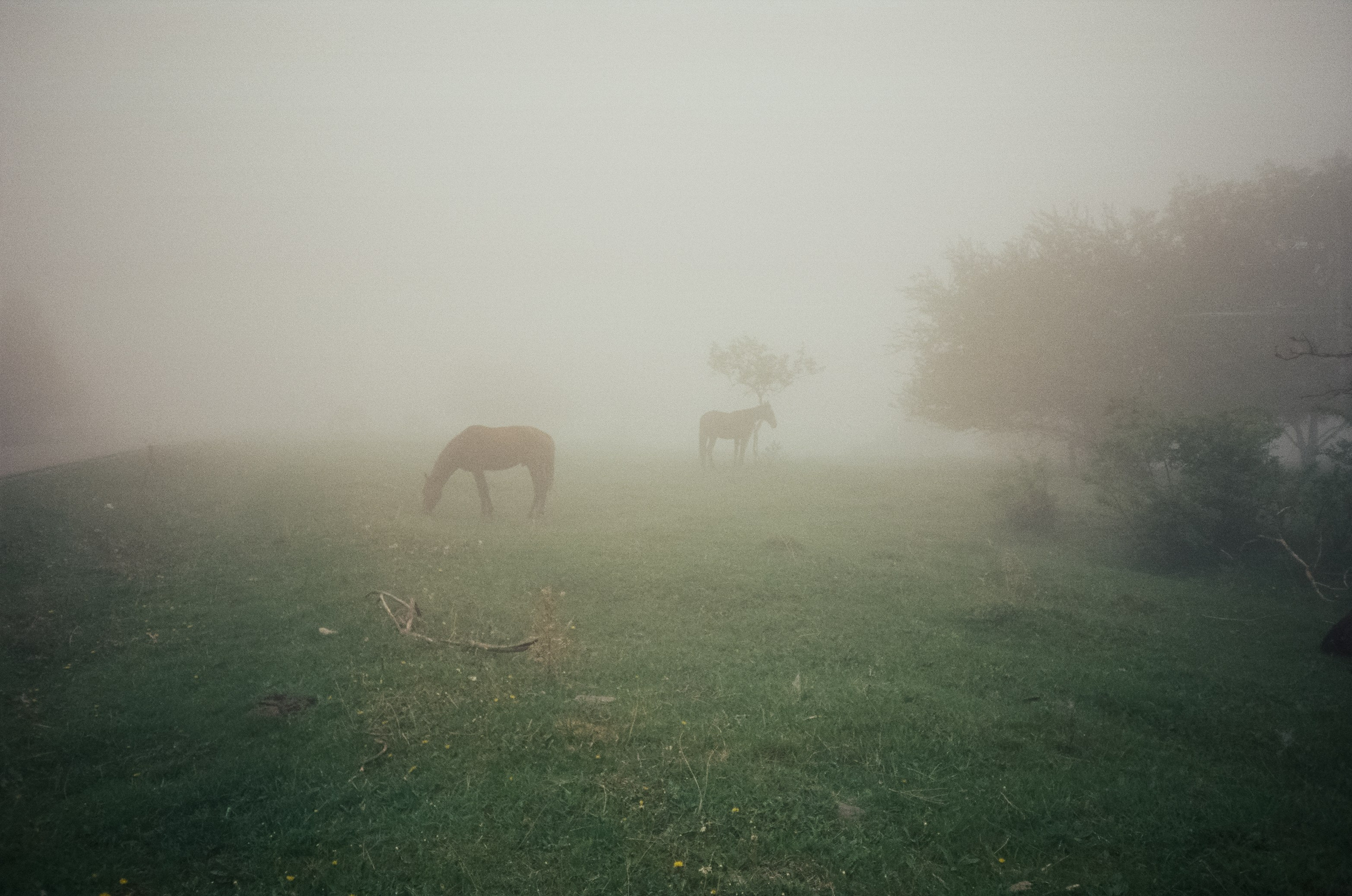 Дорога к Джилы-Су и лошадки в тумане. Фотограф-документалист Мария Осокина