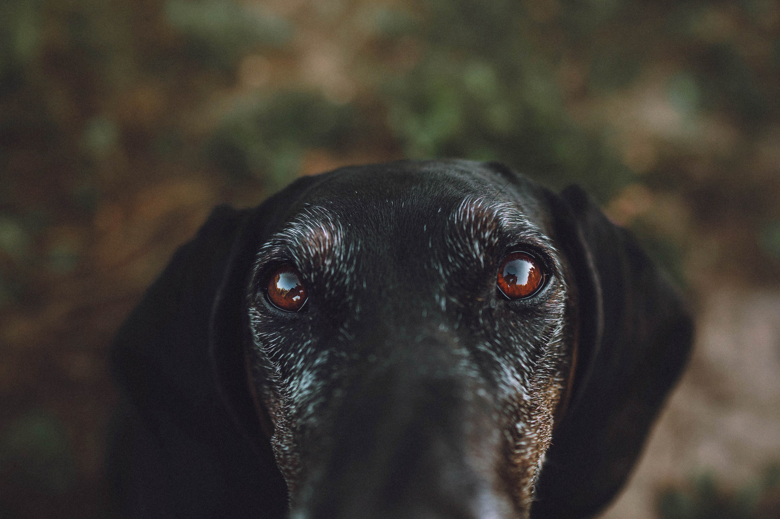 Камри и Пафи