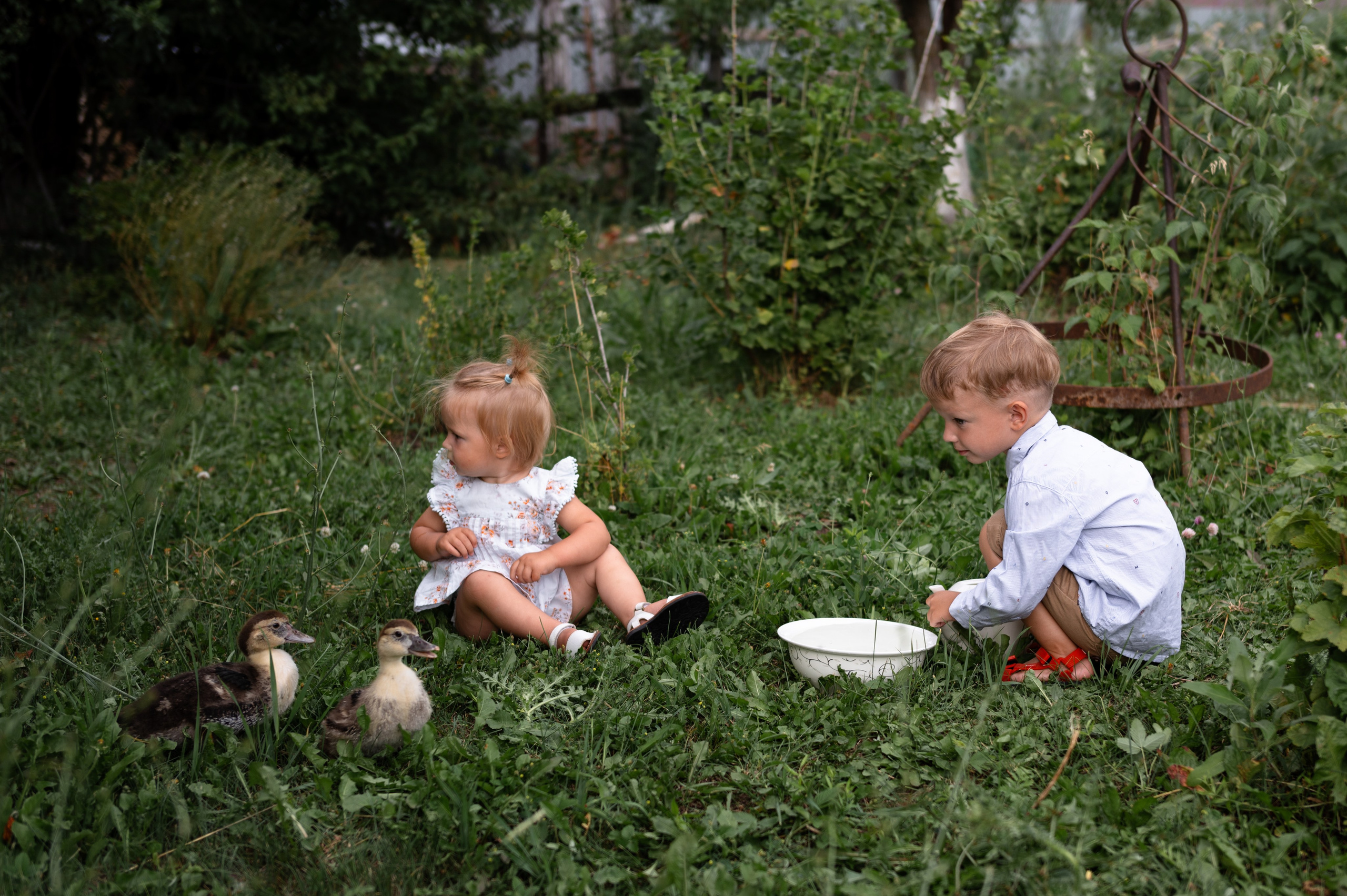 Ромашки и утята. Главная