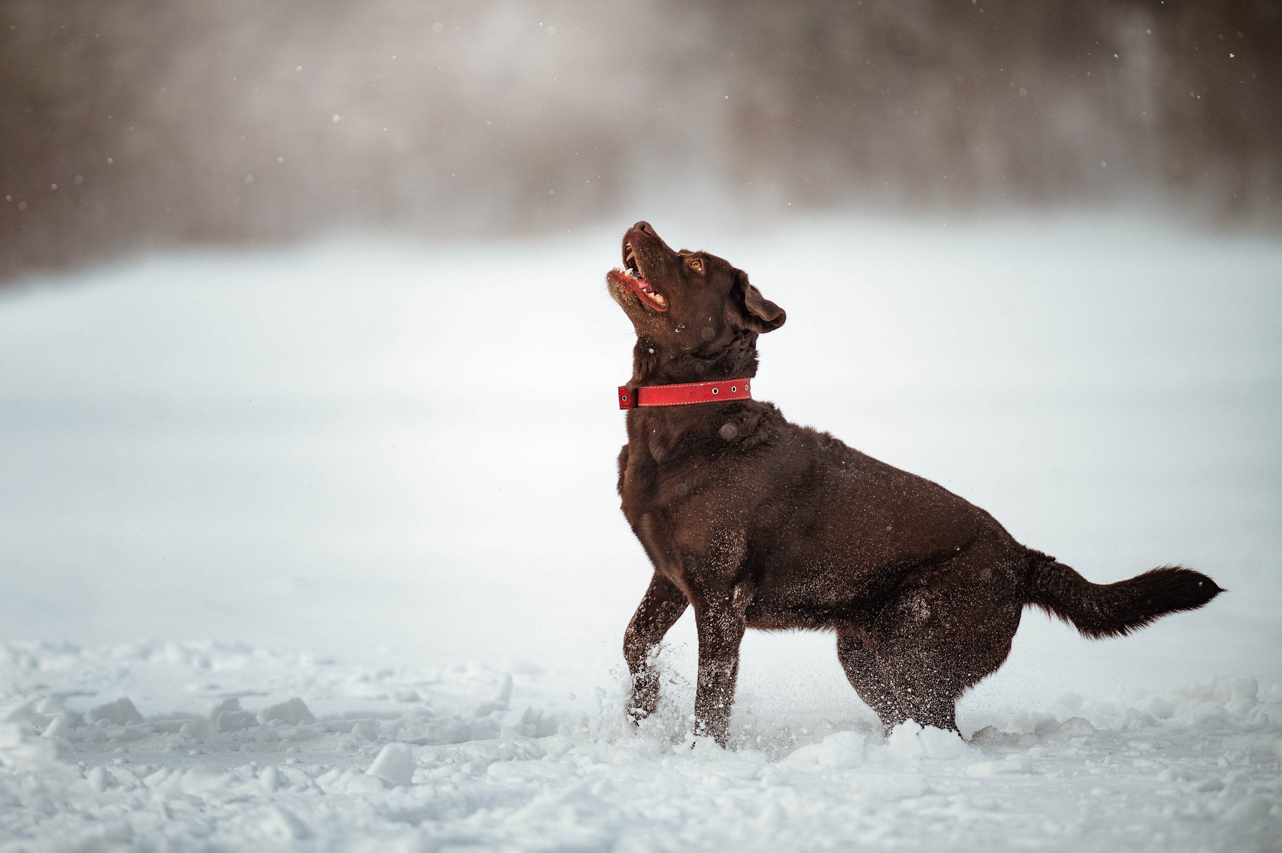 Прогулка на Лыткаринском карьере. Фотограф-анималист