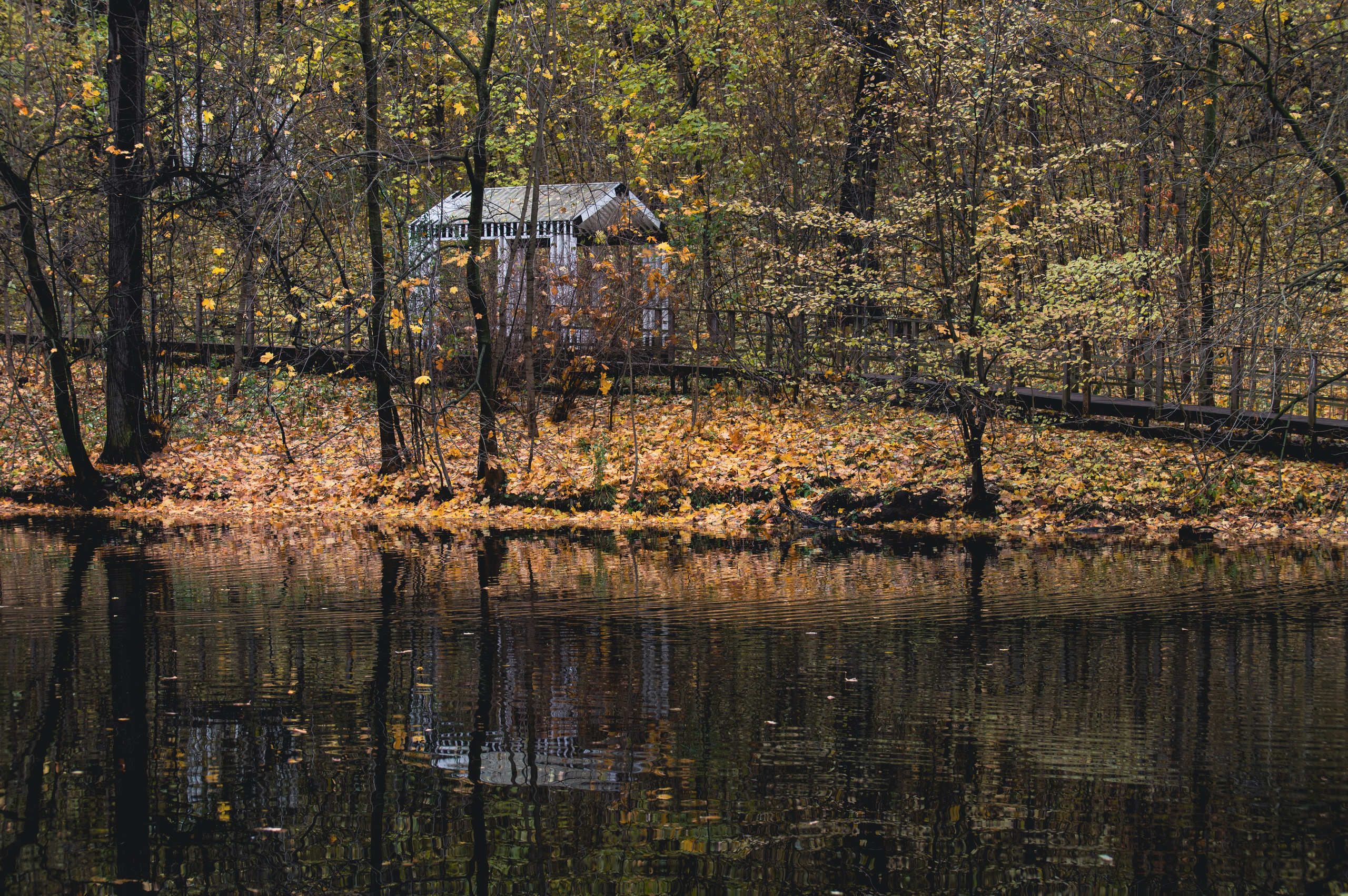 20231031 Нескучный сад. Дмитрий Ремизов. Фотография, как хобби