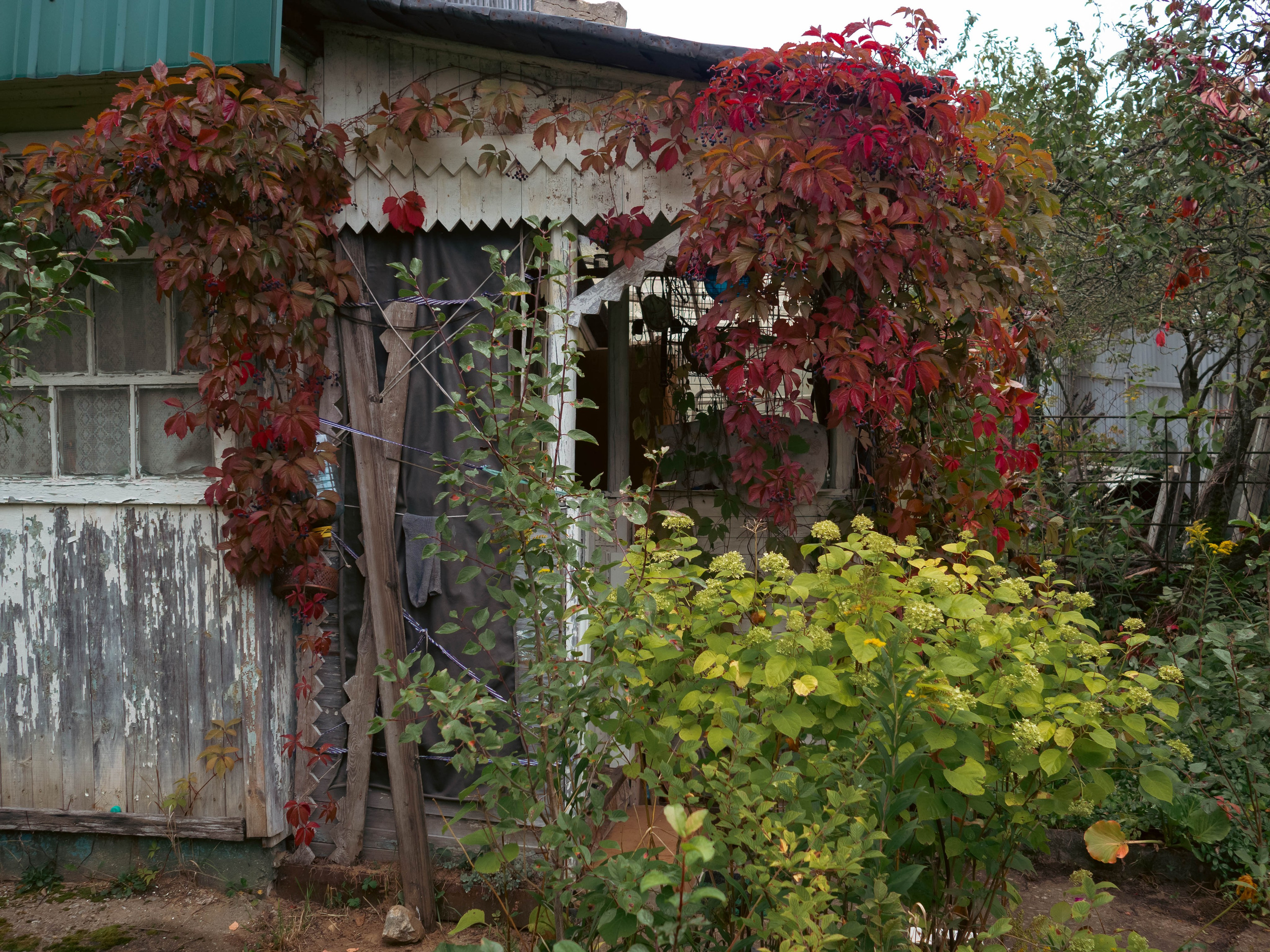 20230916 Дача. Дмитрий Ремизов. Фотография, как хобби