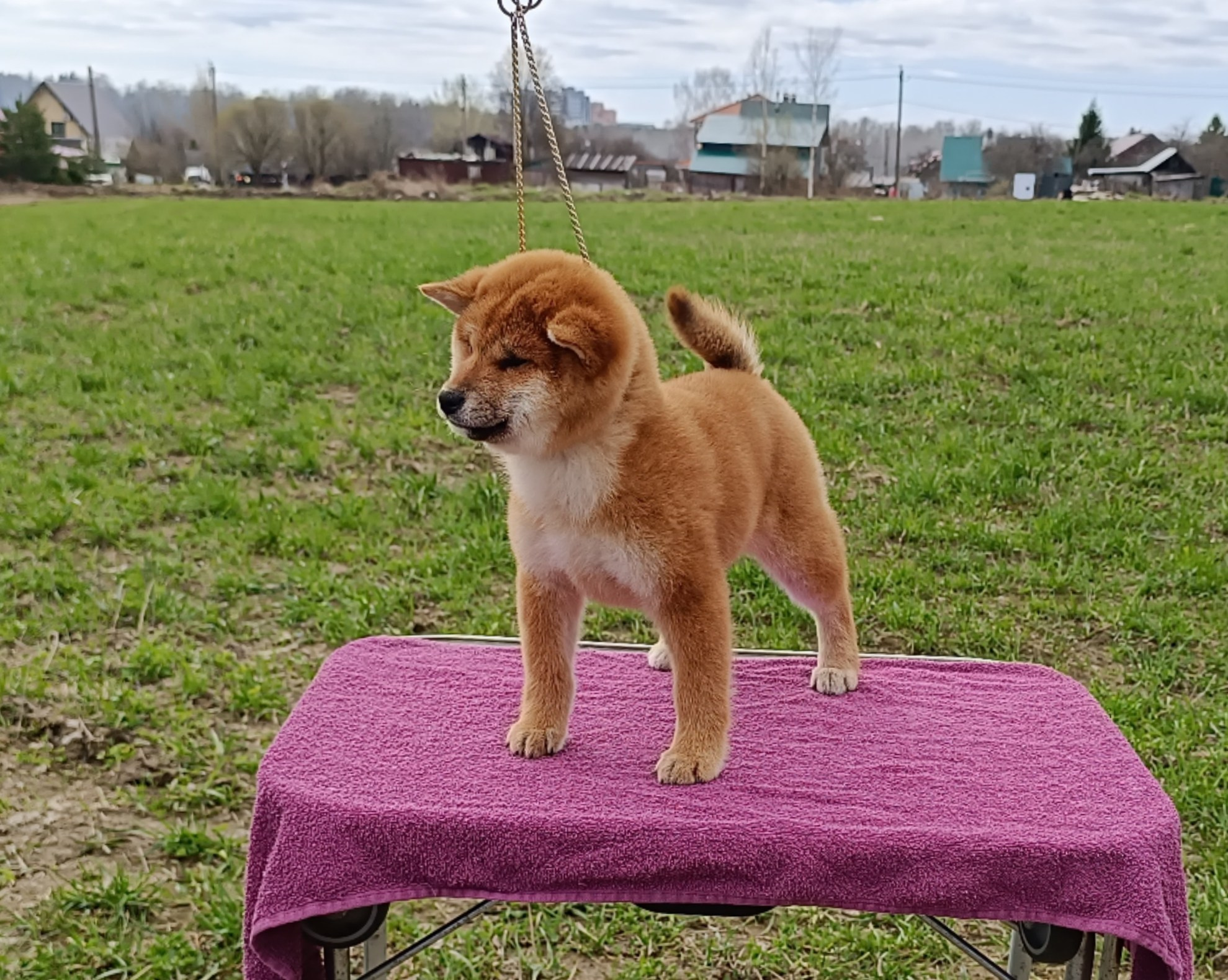 Сиба Rubylight Ellis питомник Рубилайт 