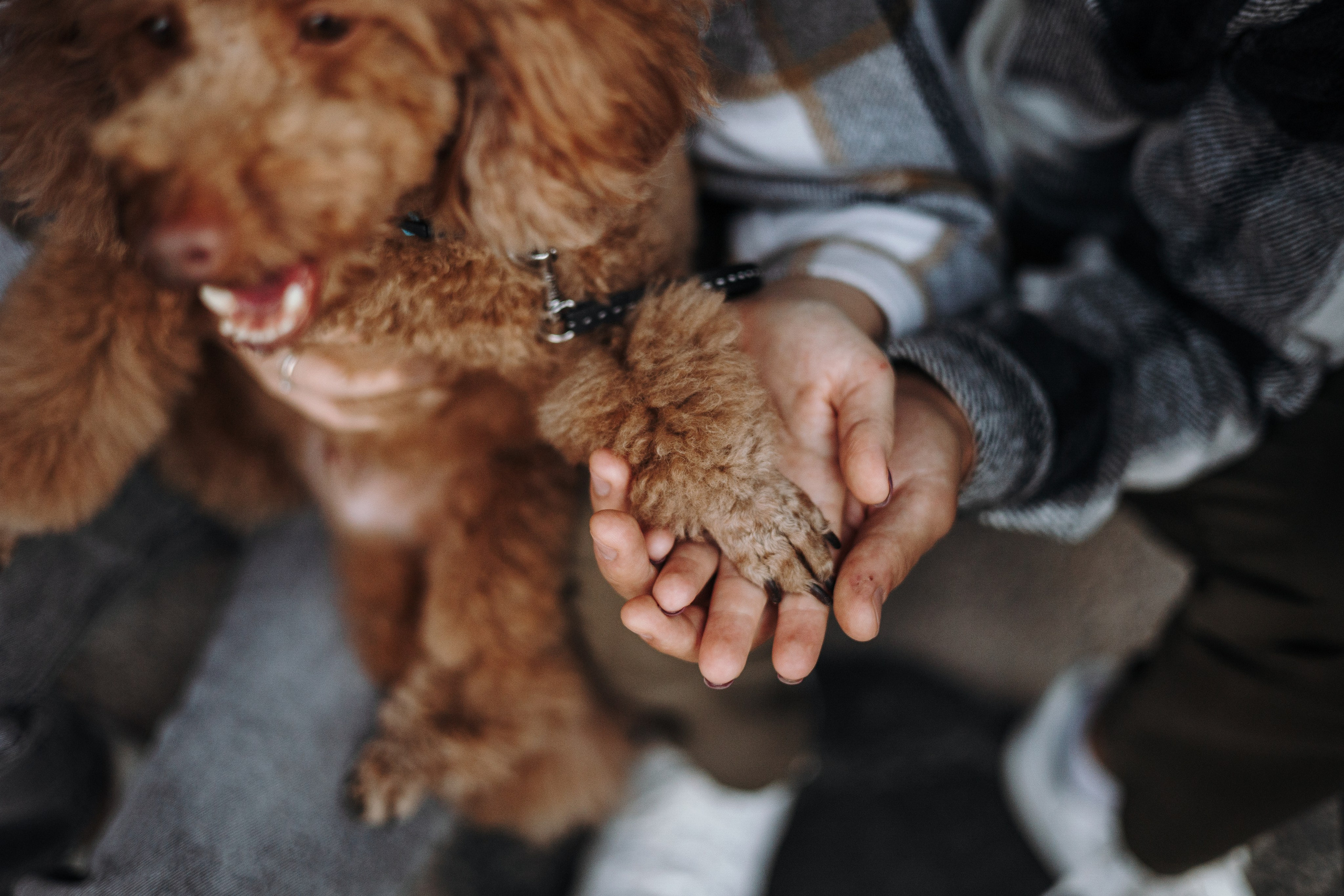 Барни и его семья. Фотограф — Анималист | Санкт-Петербург