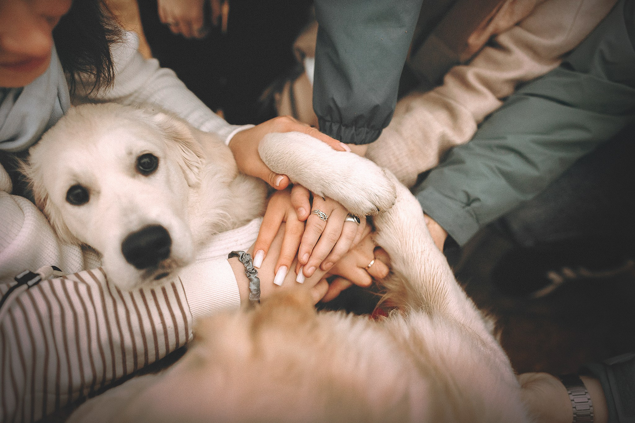Барли, Фортис. Фотограф-анималист • love-story • Санкт-Петербург