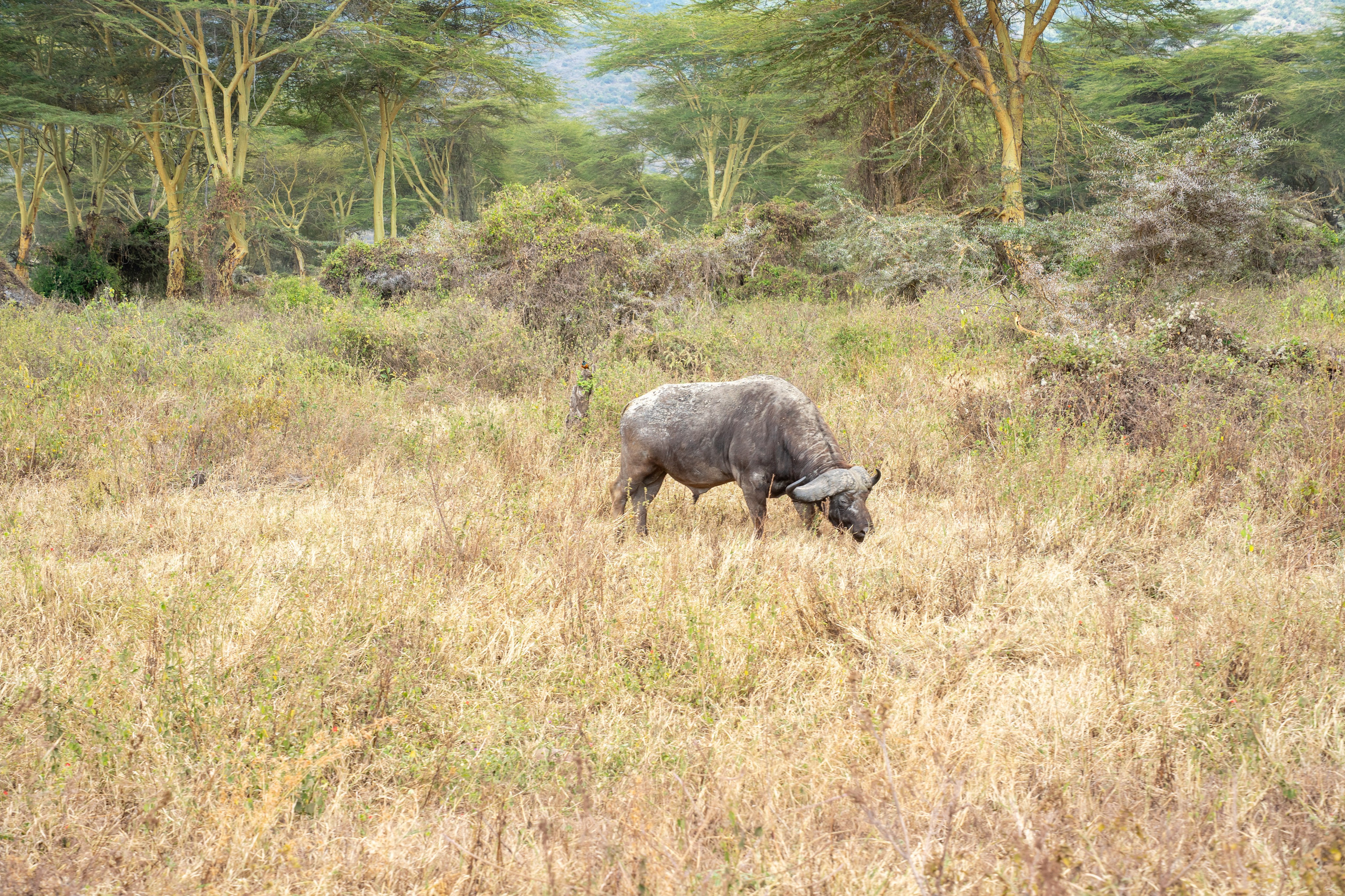 Танзания, сафари, 2025. Творческие сьемки