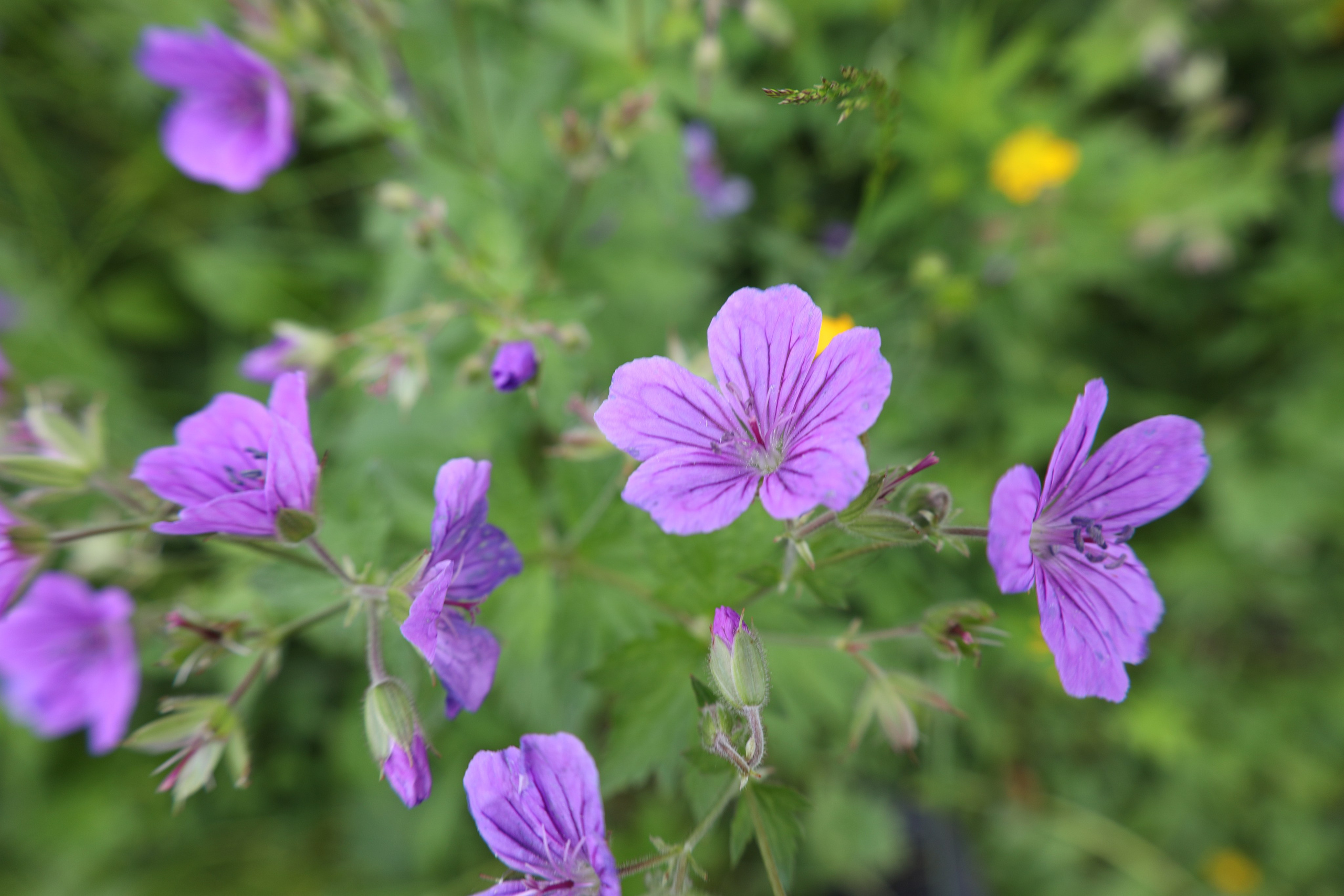 Северная Осетия июль 2025 год. Кармадон, Даргивз и Цей. Семейный детский фотограф Краснодарский край Оксана Колос