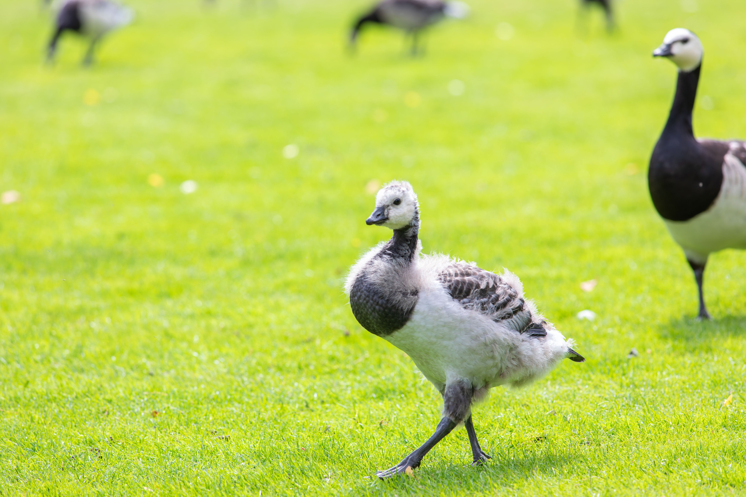Sweden, Skansen. Воройская Анна