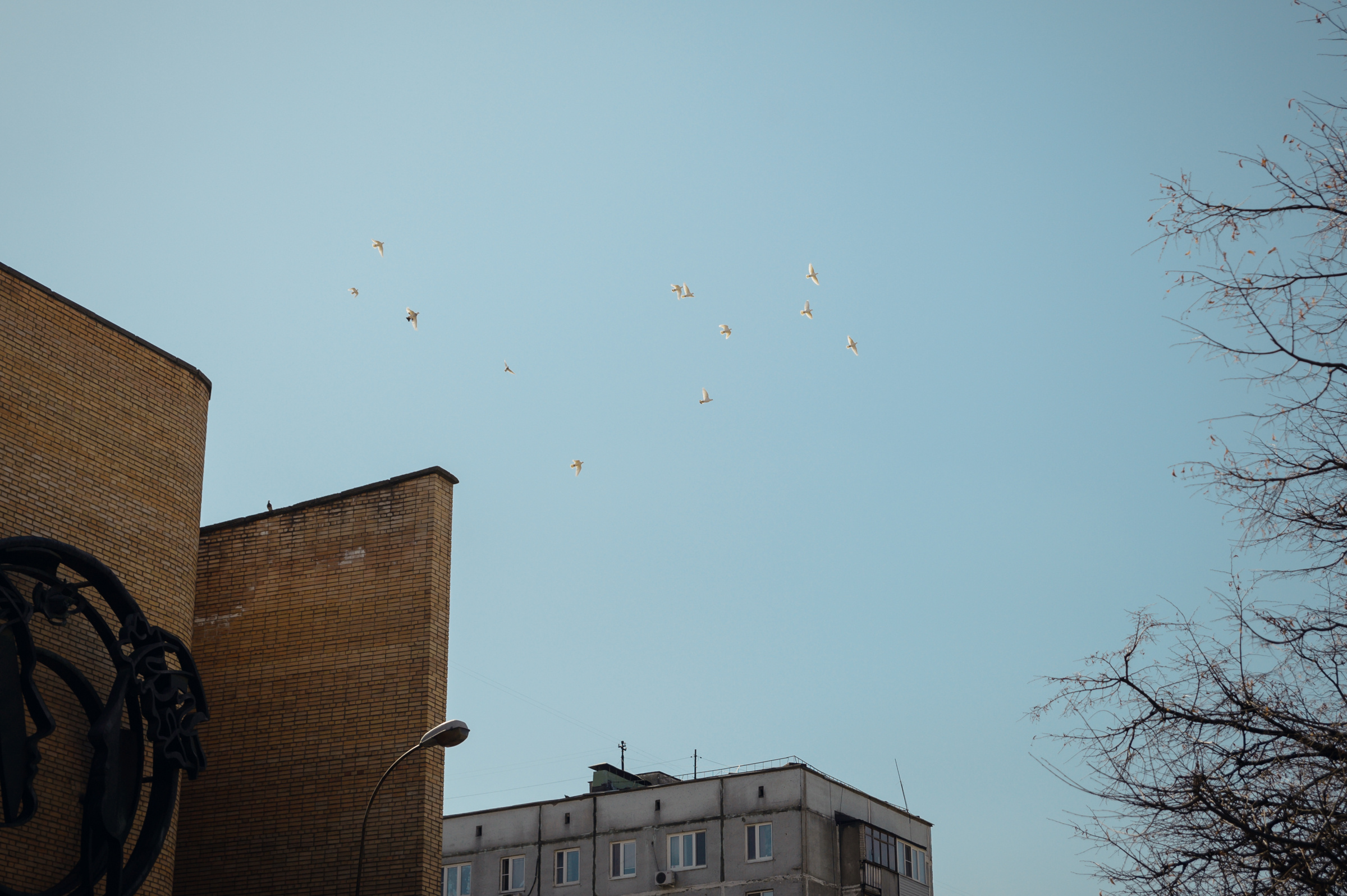 Кристина & Никита. Видеограф и фотограф на свадьбу в Москве