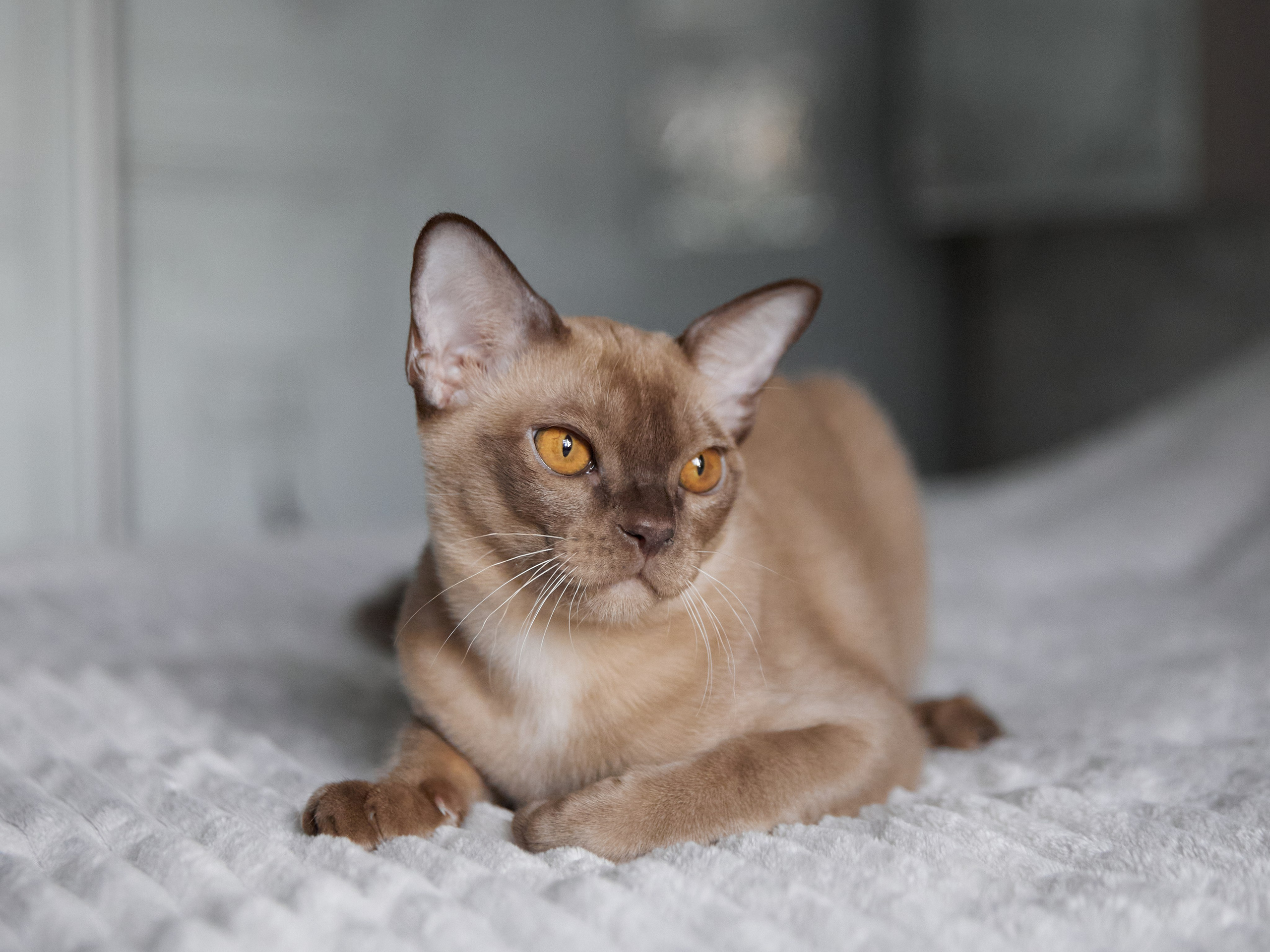 Jordan-Teo (Саратов). Питомник «Bouncy Life»