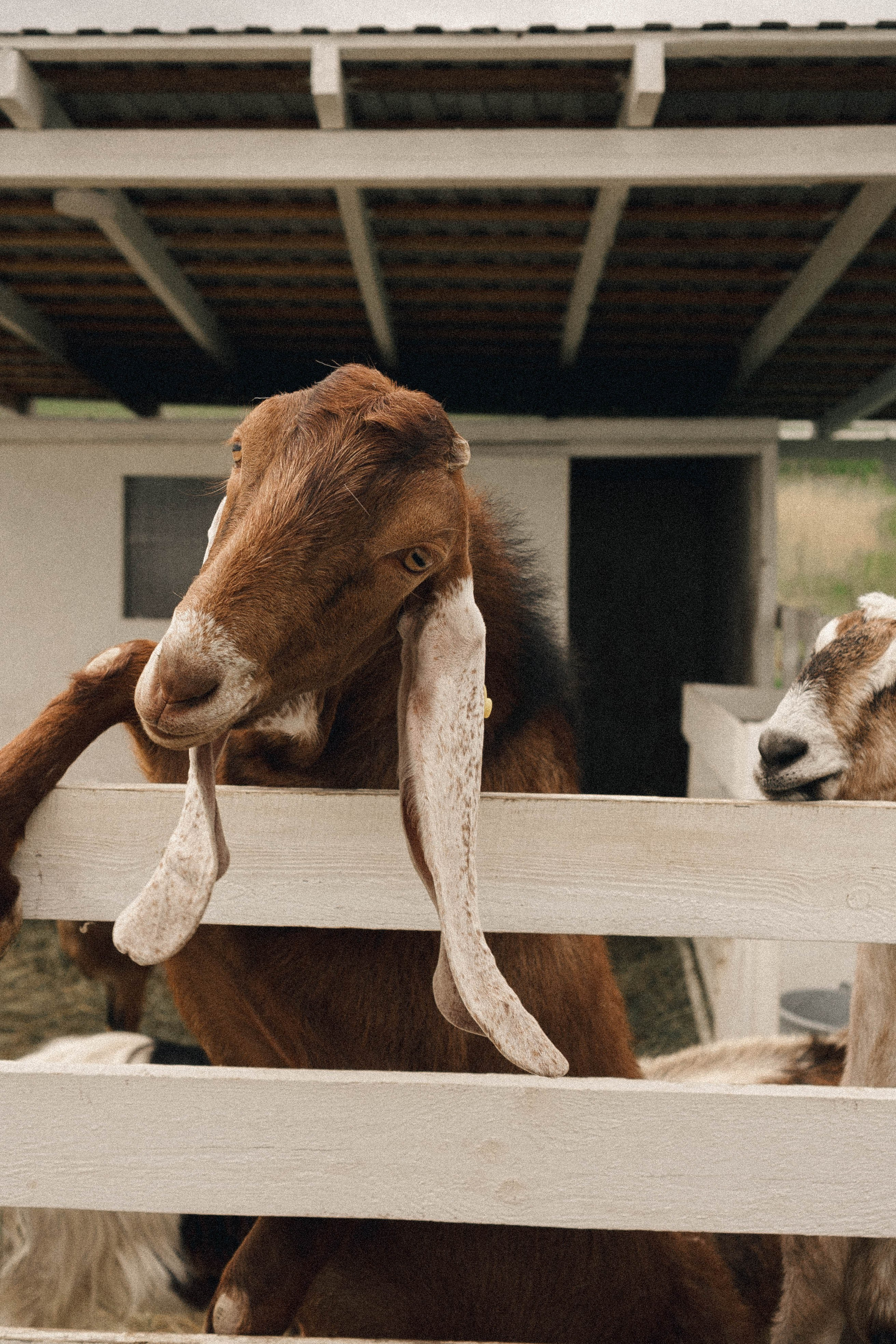 Ферма Альпак. Профессиональный фотограф, Санкт-Петербург — Виктория Богомолова