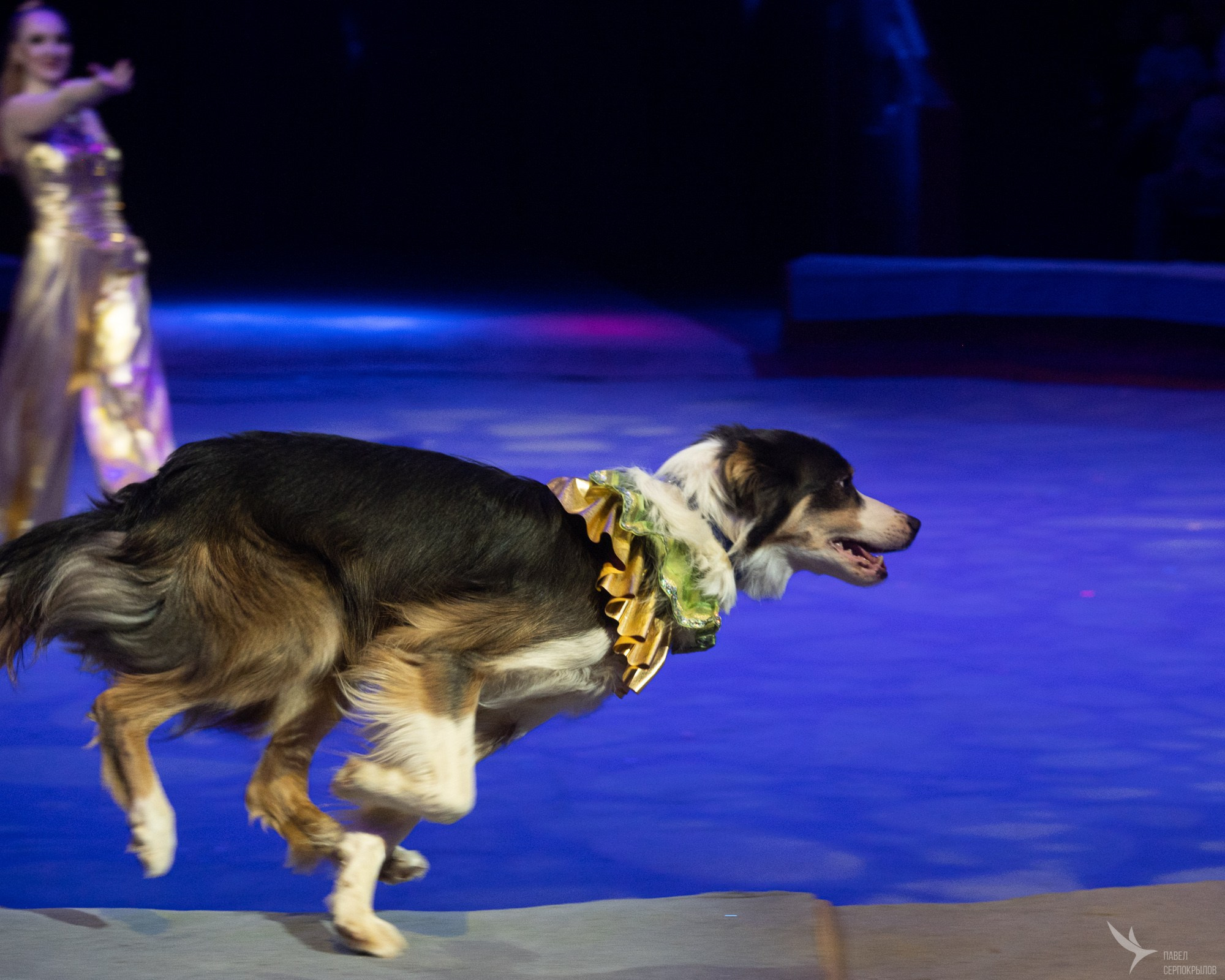 Гала-представление ЭВОЛЮЦИОНЕРЫ. Репортажный фотограф в Казани Павел Серпокрылов