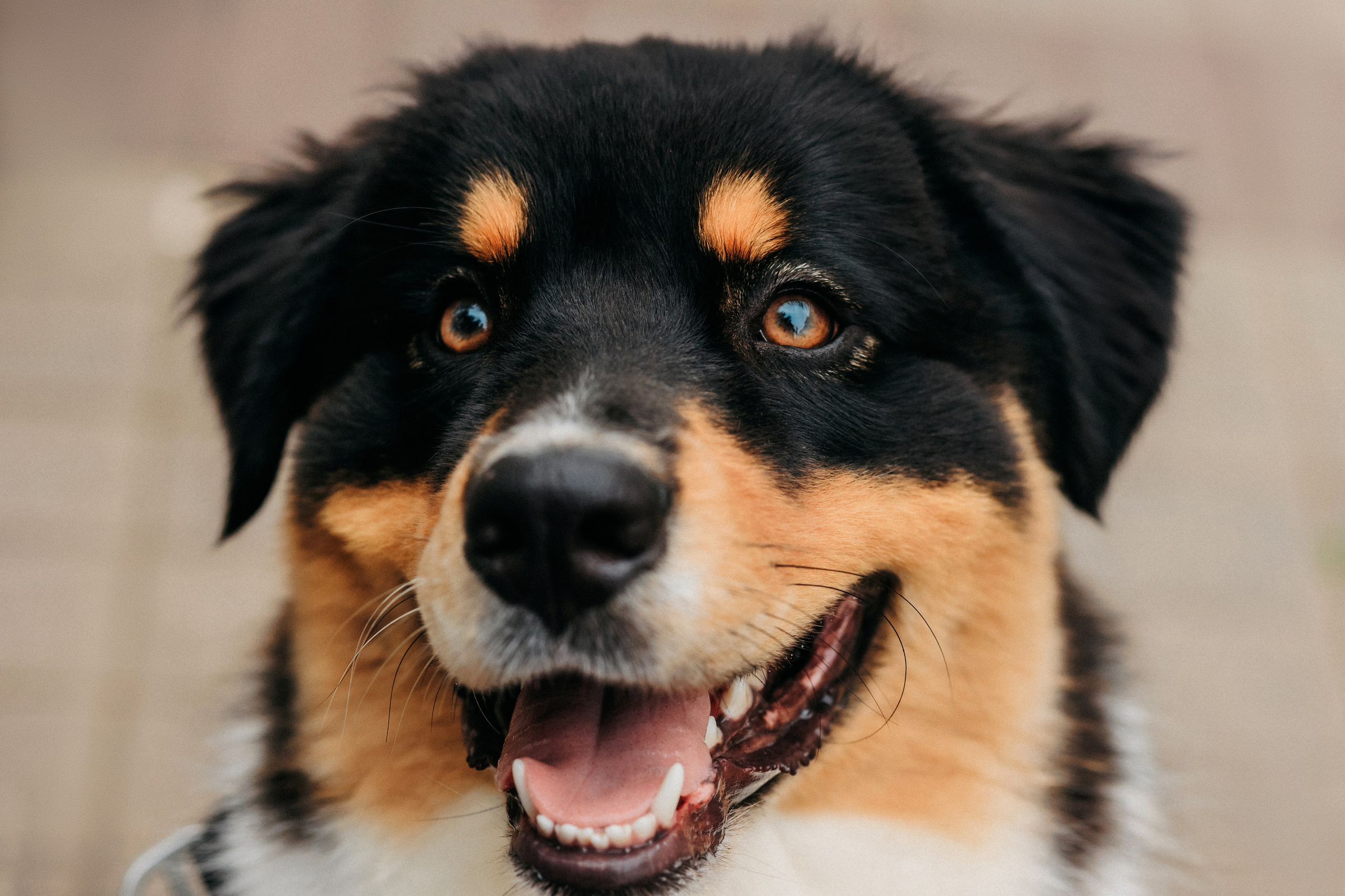 Лена и Рэй. Фотограф-анималист Елена Радченко, Москва