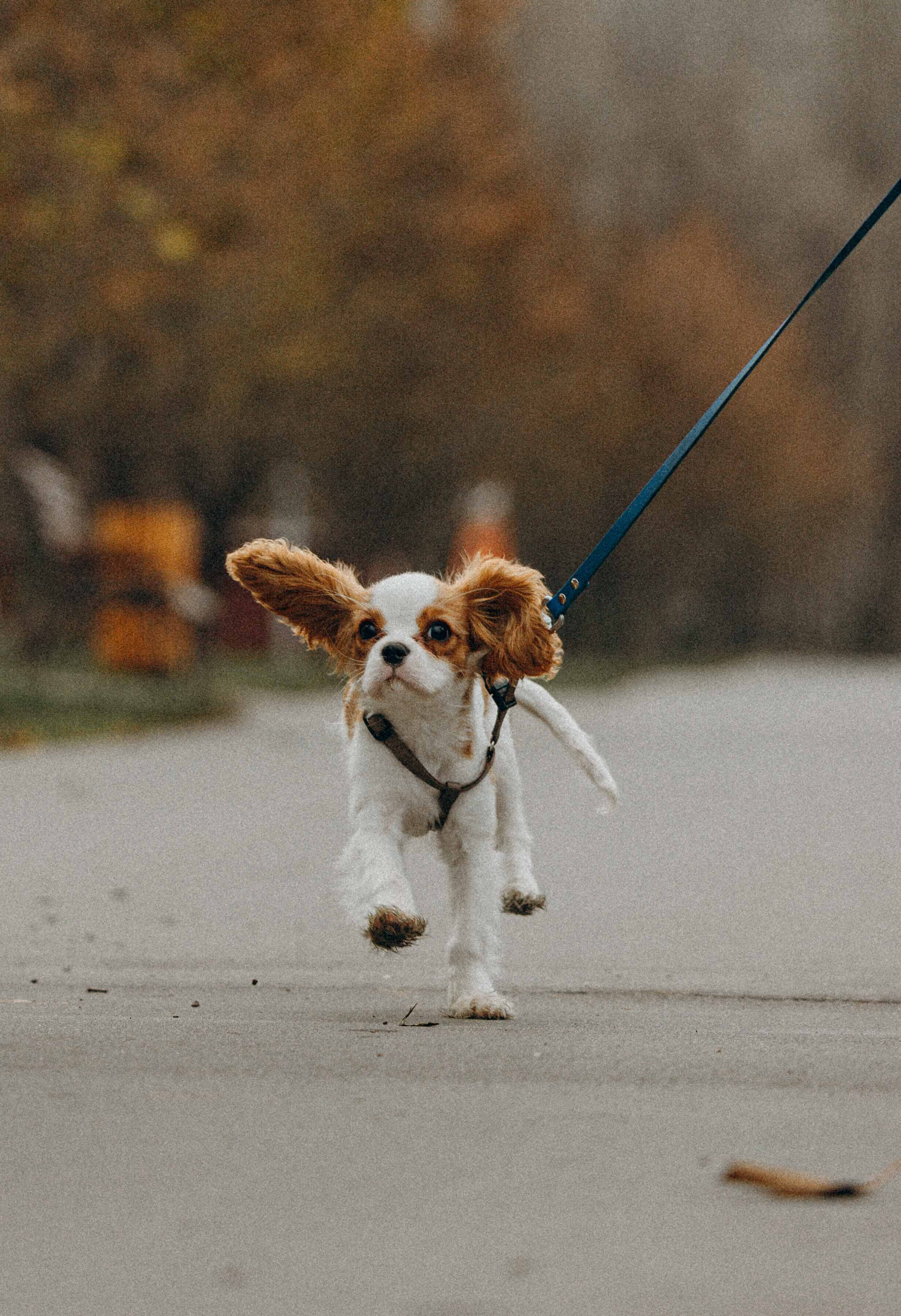 Юля и Кипр. Фотограф-анималист в Москве Лера Черноног
