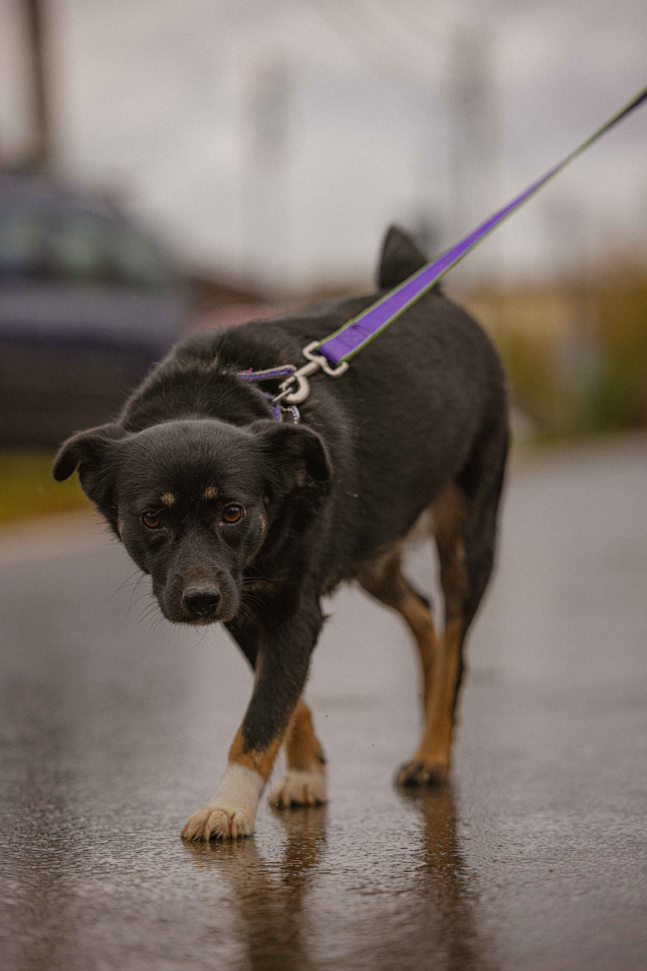 Передержка. Фотограф-анималист в Москве Лера Черноног