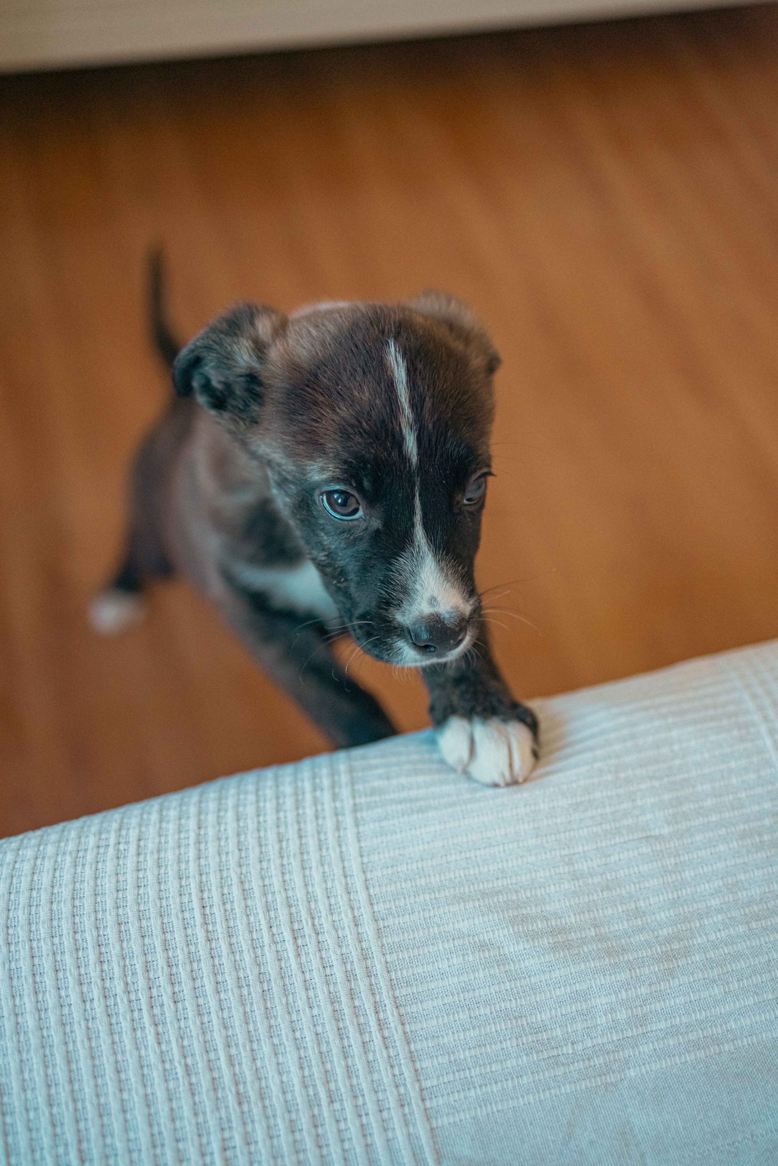 Гайка. Фотограф-анималист в Москве Лера Черноног