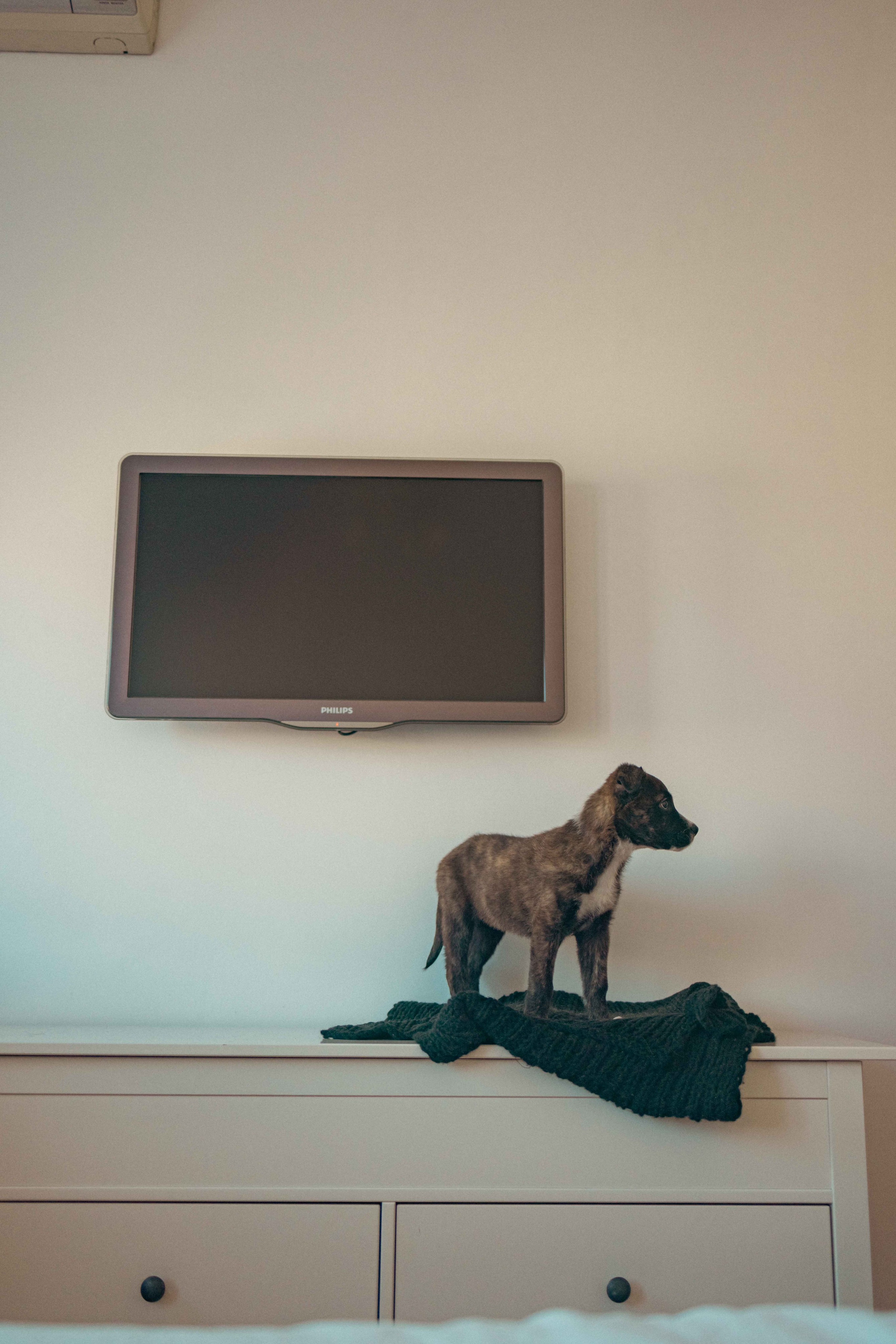 Гайка. Фотограф-анималист в Москве Лера Черноног