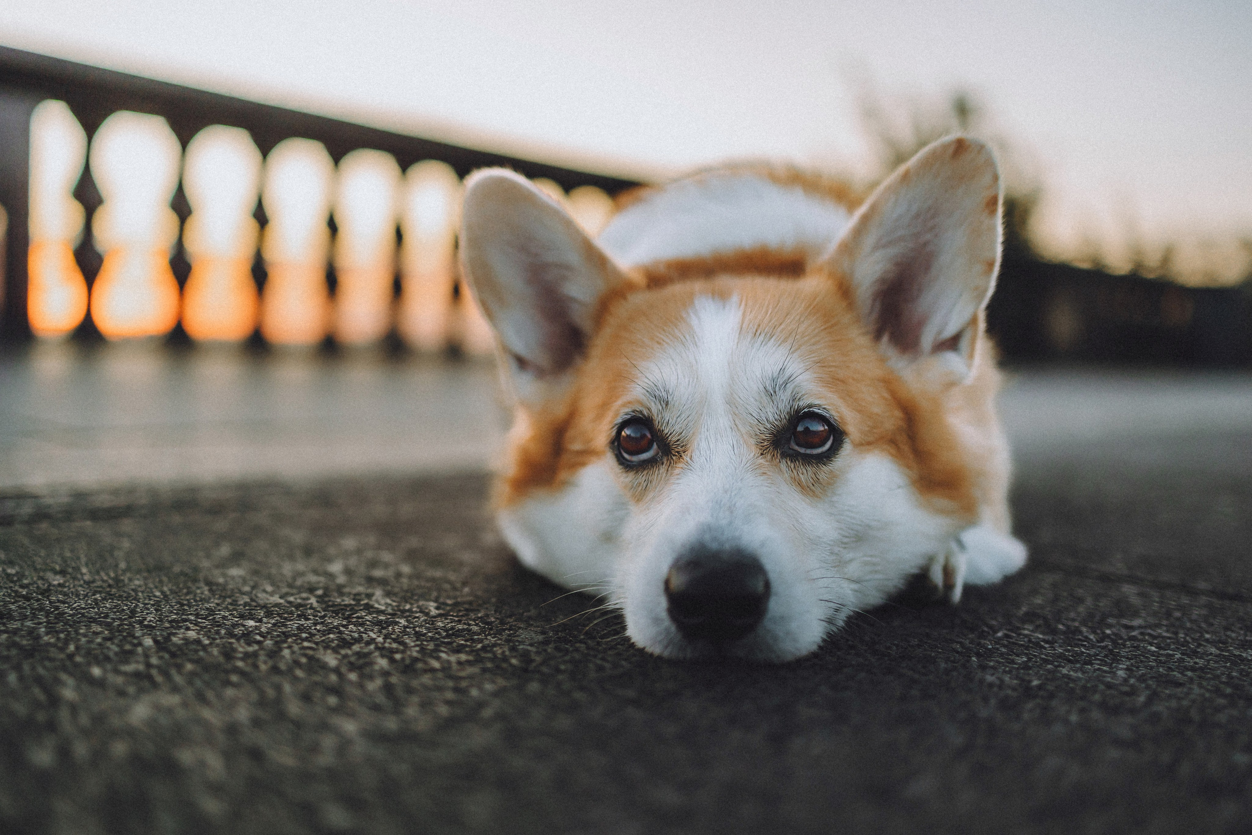 Пуговка и ее семья