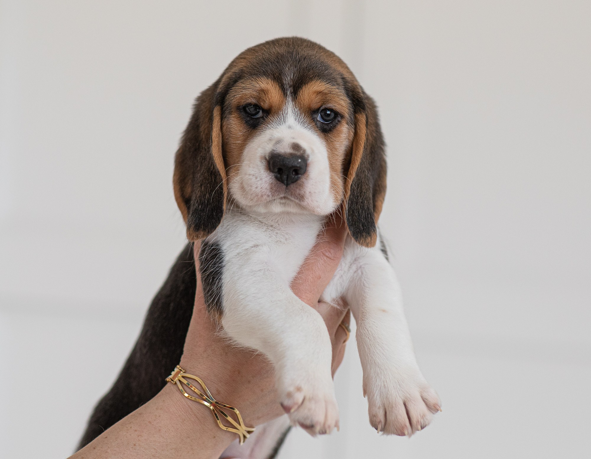 Помёты. Yana Karamysheva Animal Photo