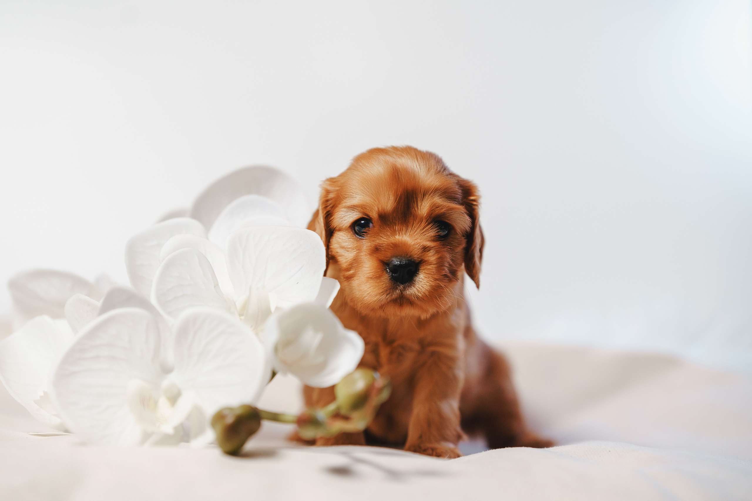 ККЧС. Фотограф анималист Осипчикова Мария