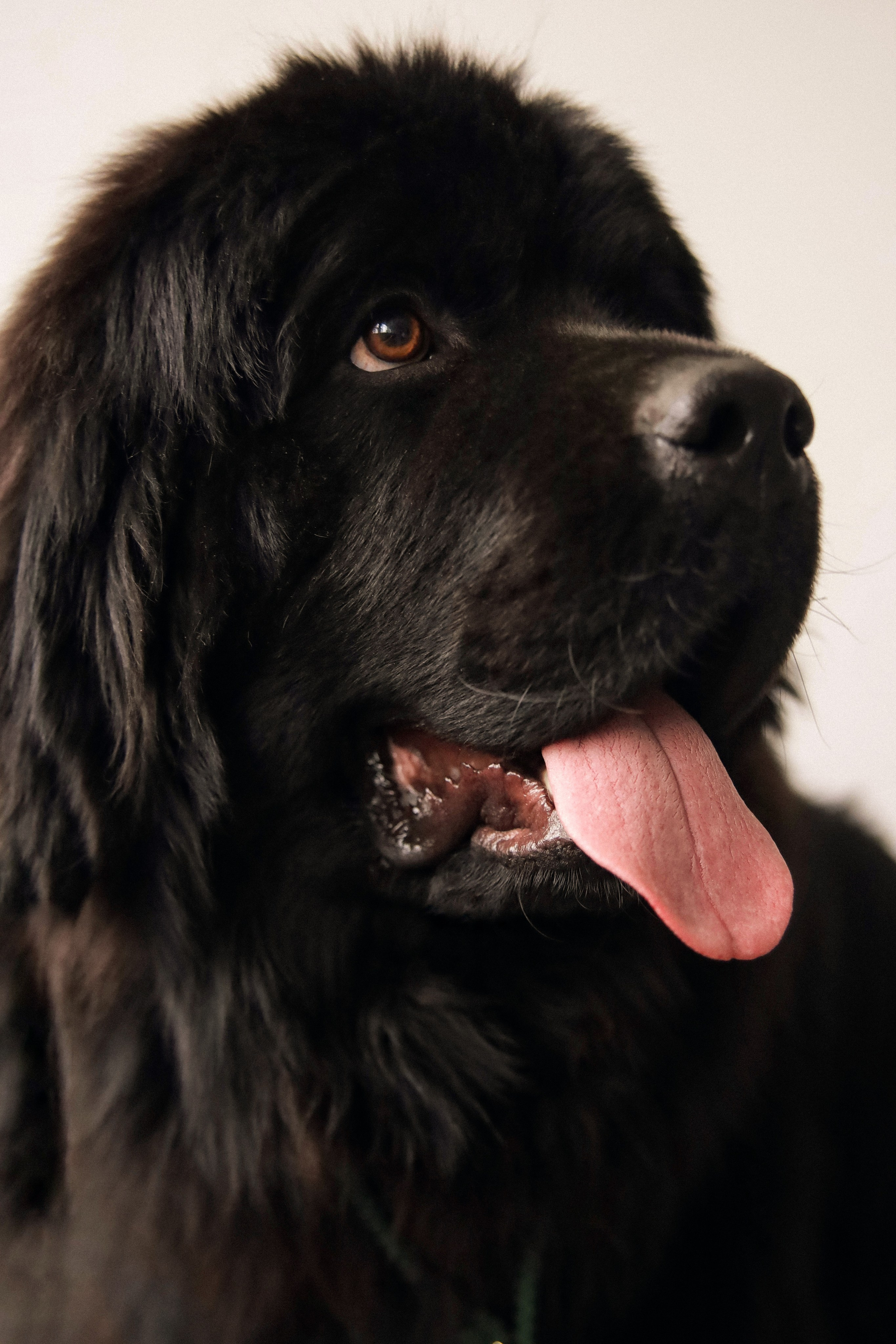 С собаками. Фотограф в Серпухове и Тарусе Ксения Царёва