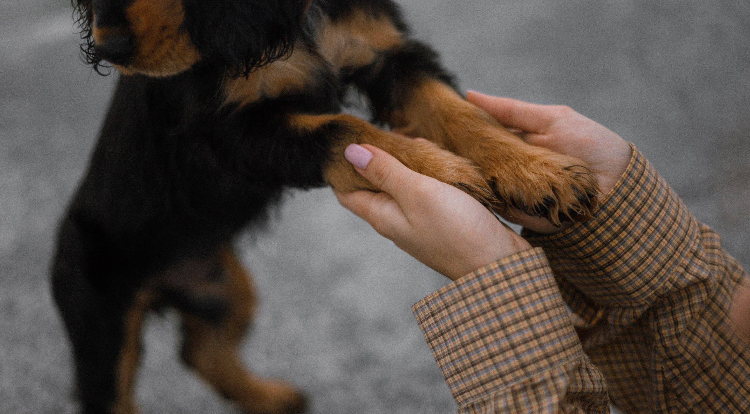 Аня и Ривер. Фотограф-анималист Богданова Полина
